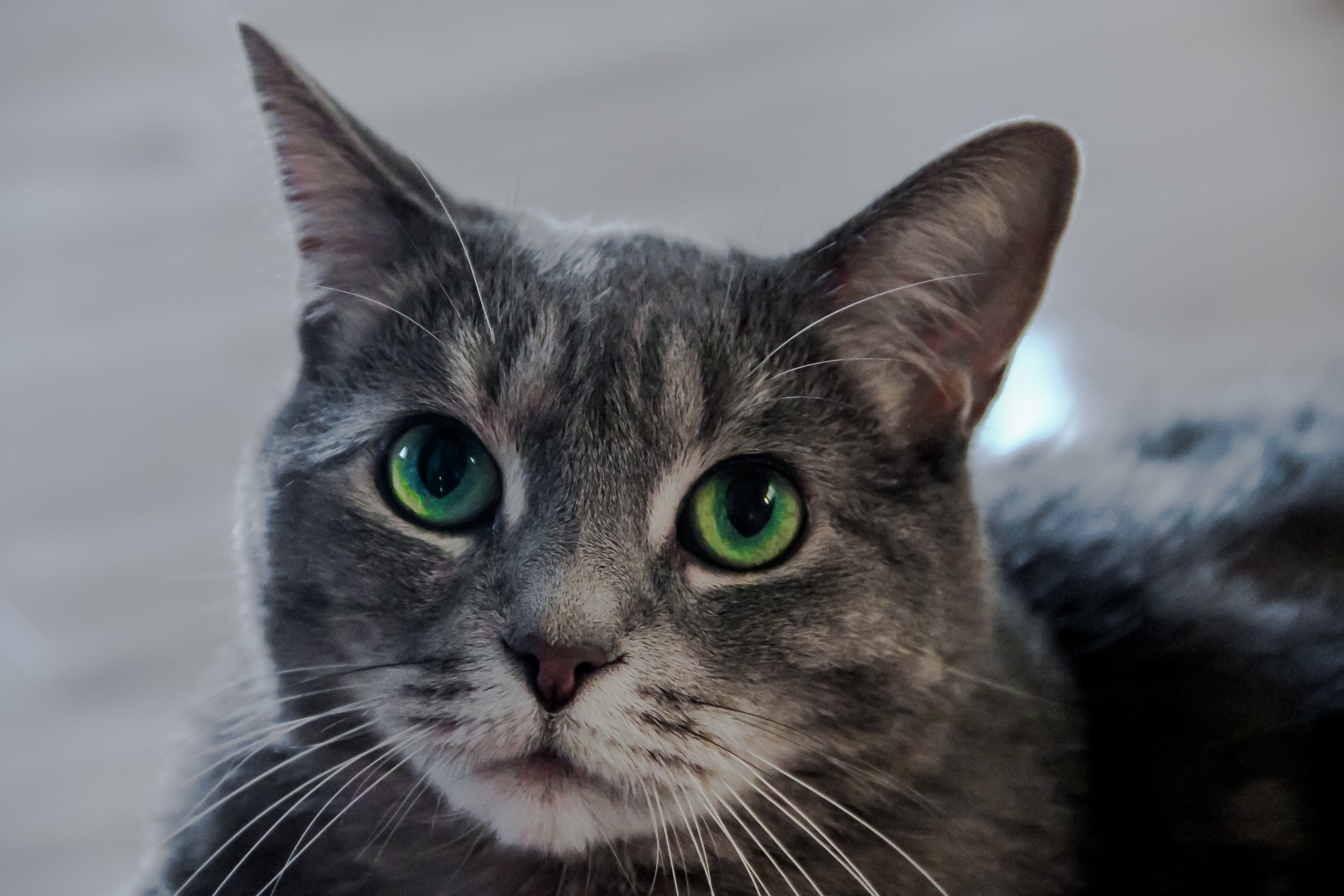 Best Green Eyed mobile Picture