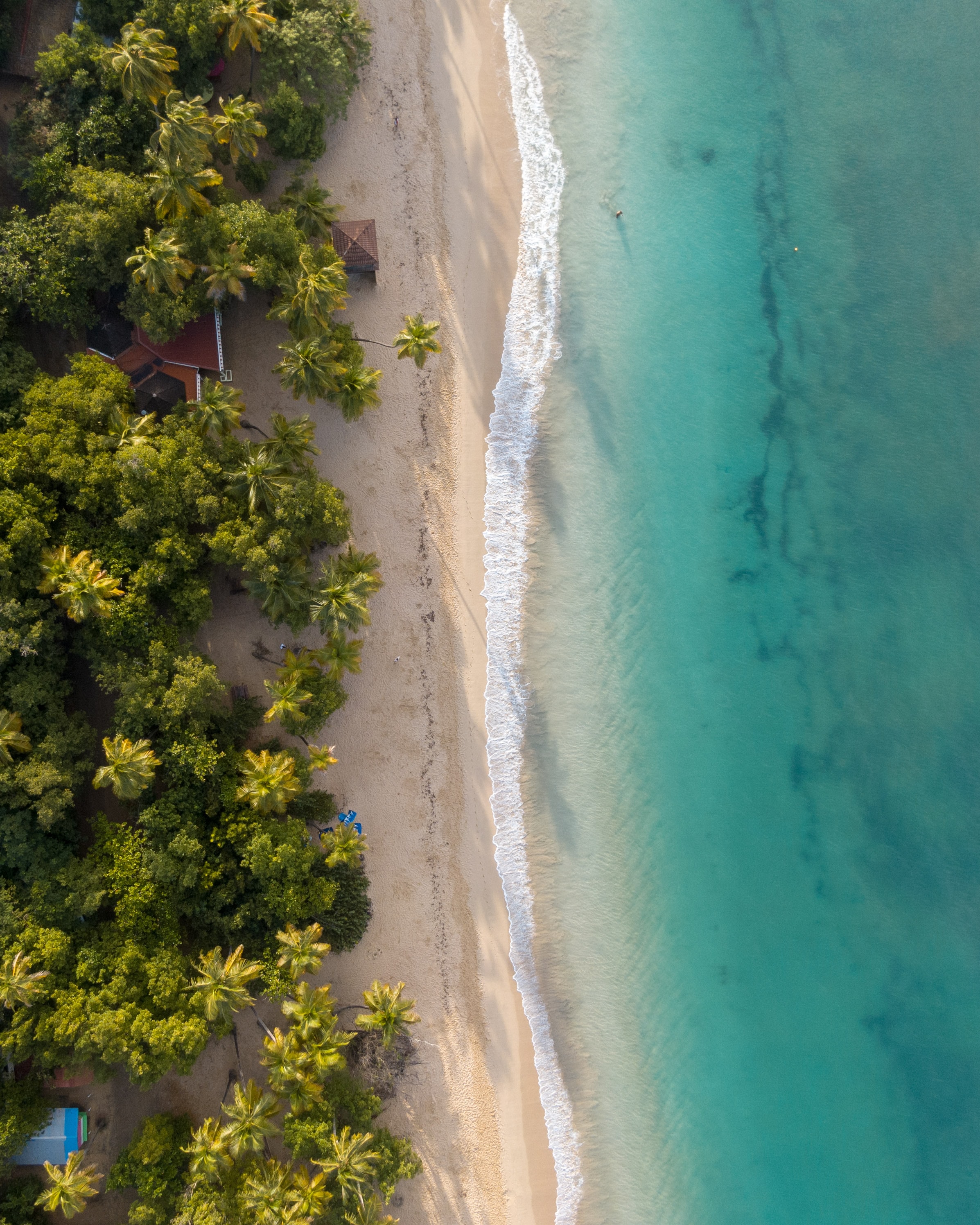 vertical wallpaper beach, nature, view from above, palms, sand, water, sea