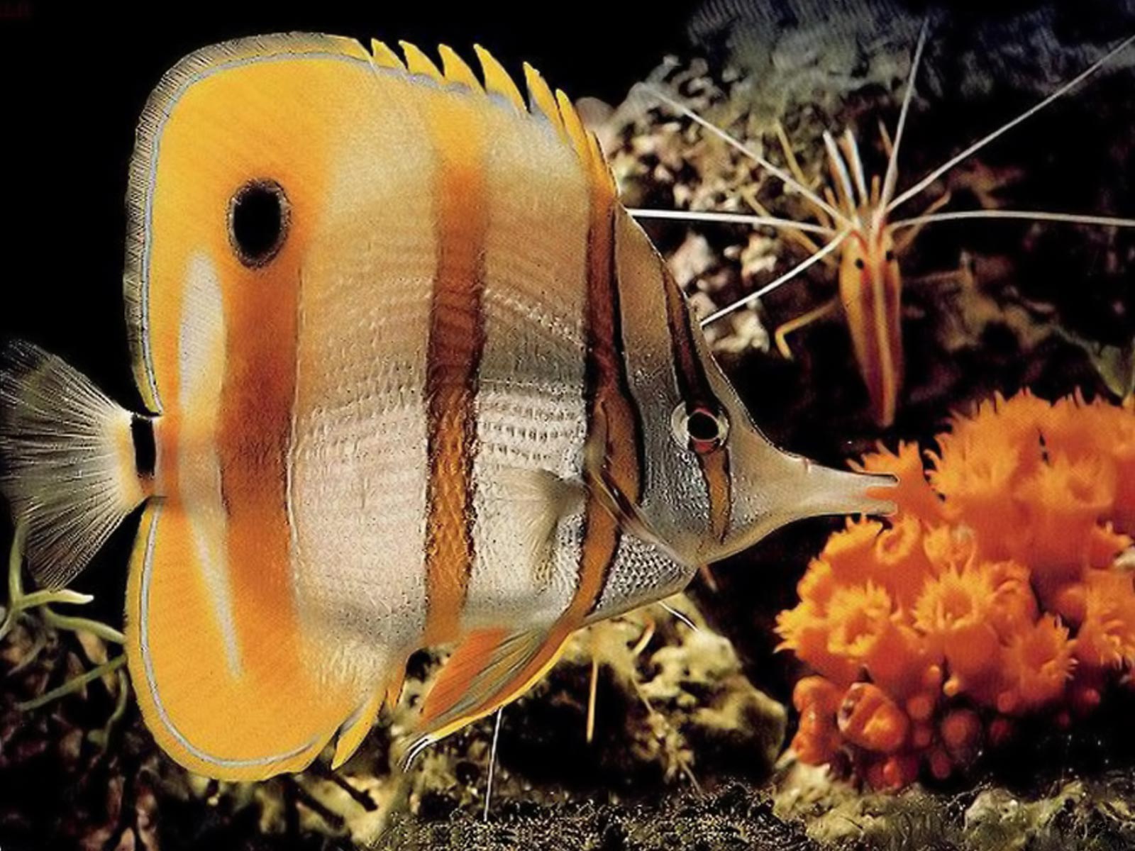 Рыба бабочка геншин. Рыба бабочка хелмон. Морская Лисичка рыба. Экзотические рыбки. Желтая морская рыба.
