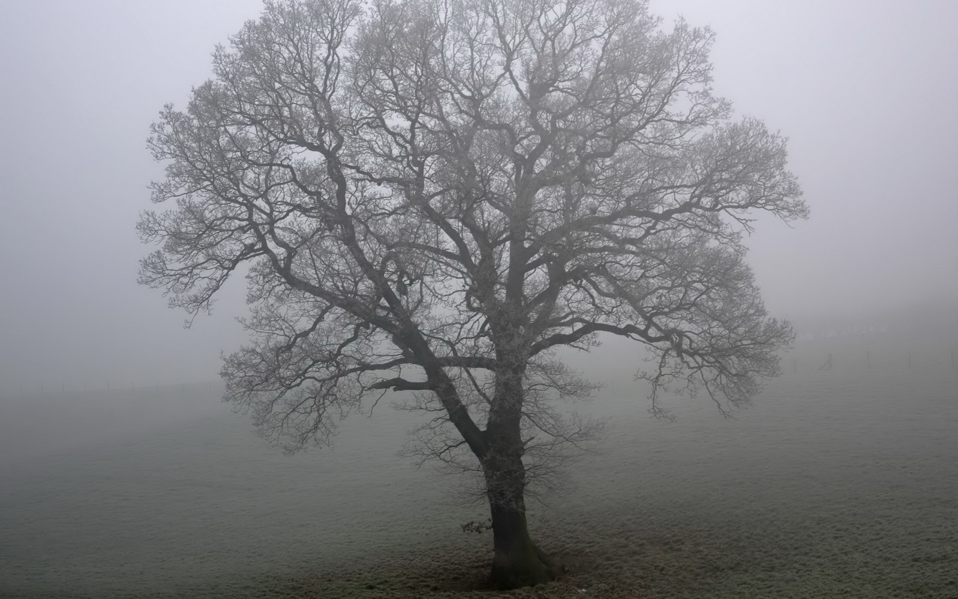 Одинокое дерево в тумане