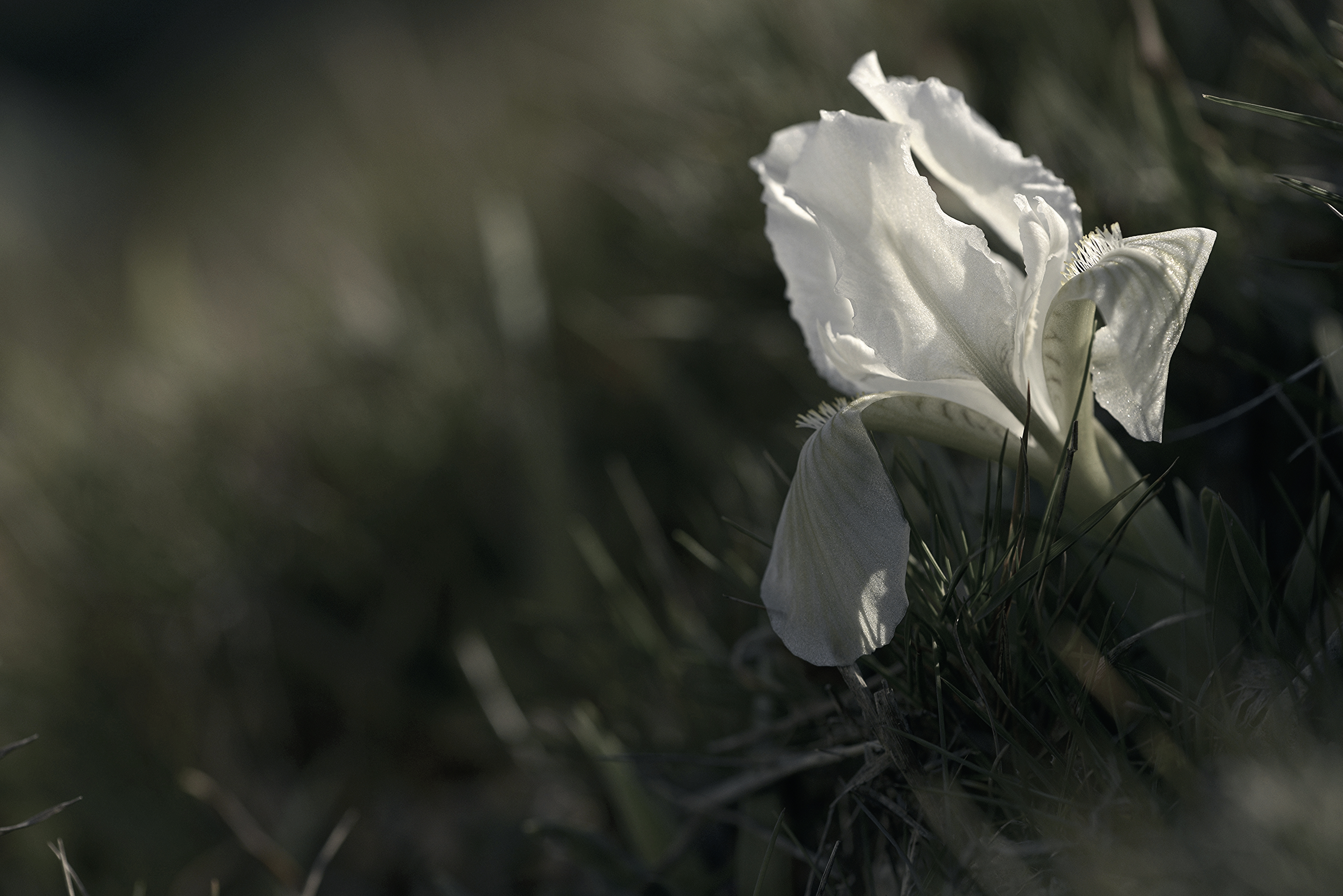 earth, iris, close up, flower, nature, white flower, flowers 5K