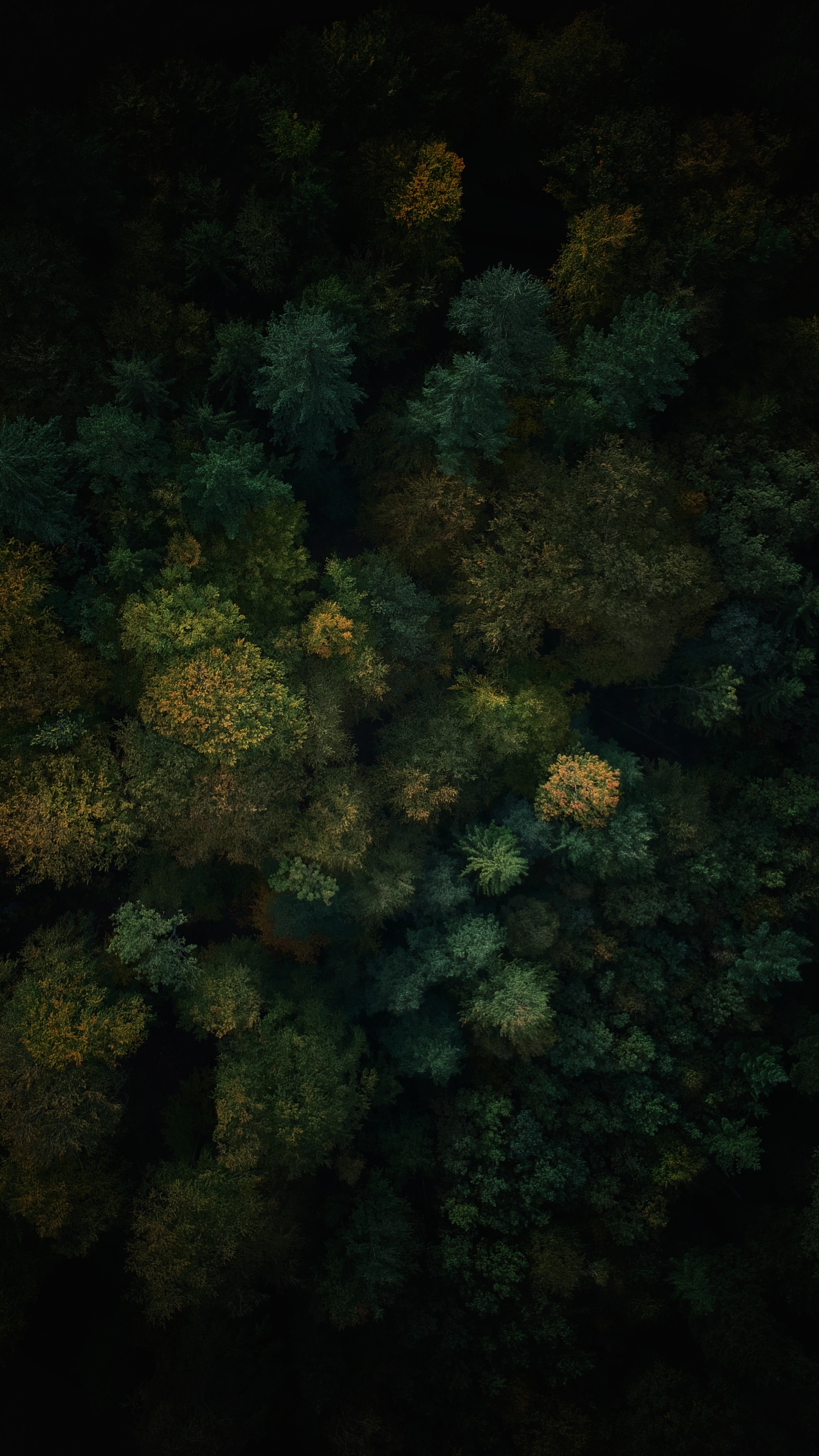 Free download wallpaper Nature, Trees, View From Above, Top, Forest, Tops on your PC desktop