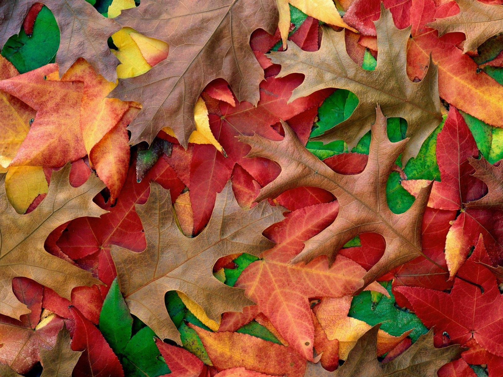 97495 завантажити шпалери природа, осінь, листя, кольору, колір, фарби, відтінки - заставки і картинки безкоштовно