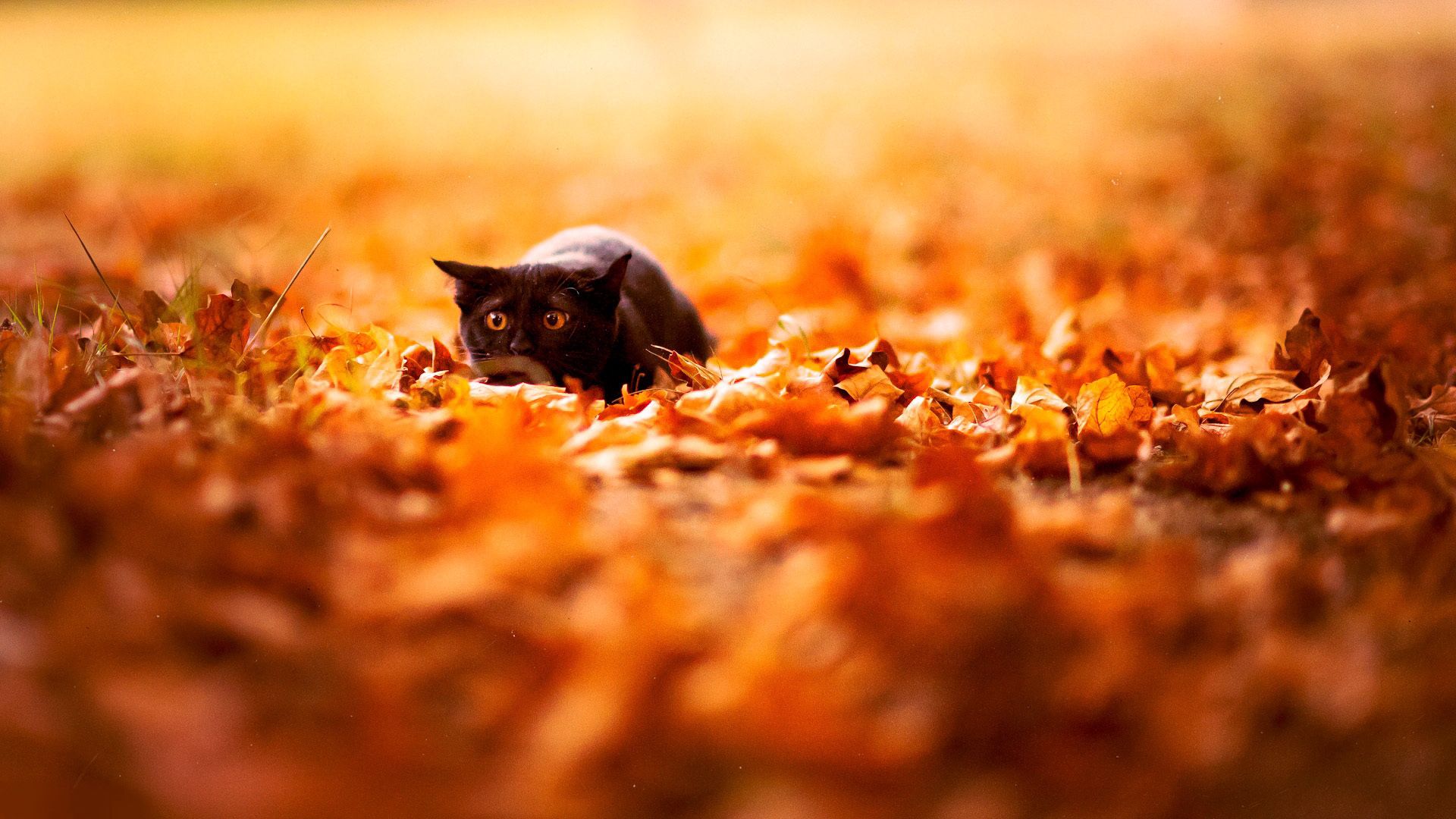 Free download wallpaper Colors, Color, Bright, Nature, Animals, Cat, Leaves, Background, Autumn on your PC desktop