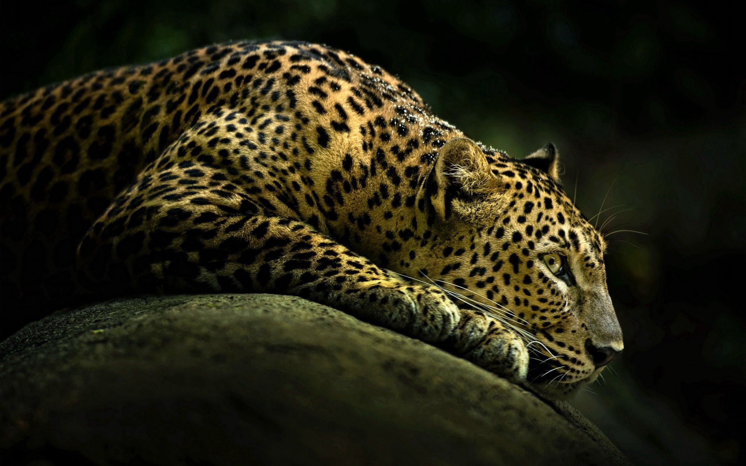Download mobile wallpaper Lie, Animals, To Lie Down, Leopard, Big Cat, Light, Shine, Shadow for free.