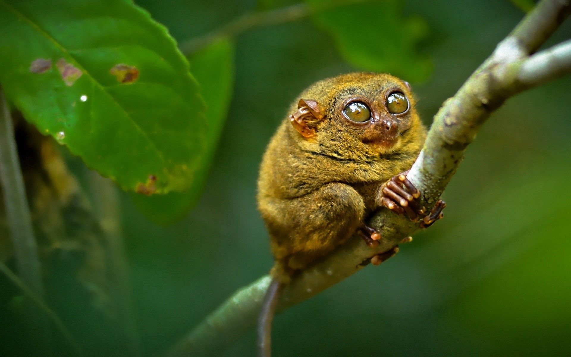 tarsier, animals, sit, branch, big eyes Phone Background