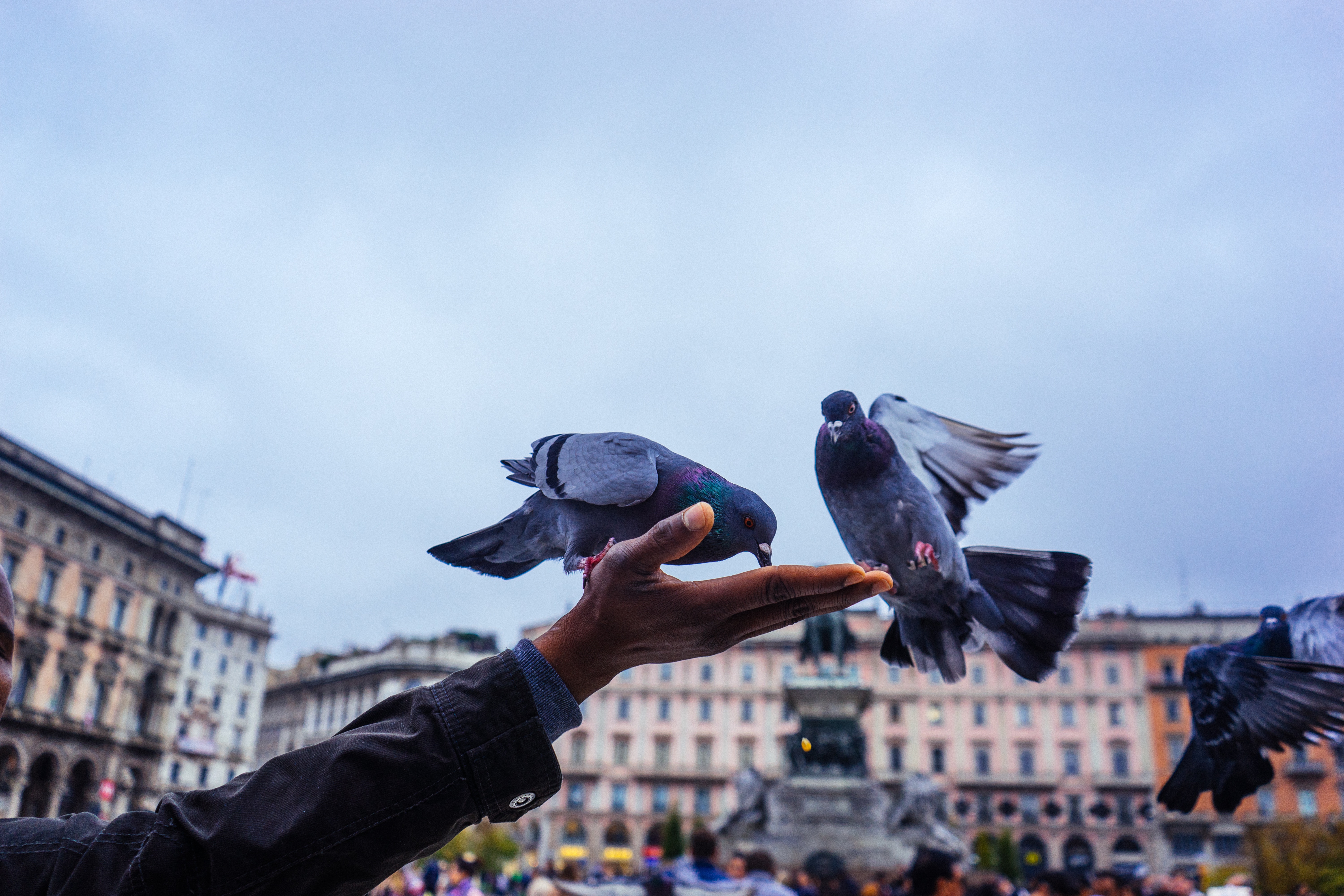 pigeons, animals, hand, feeding