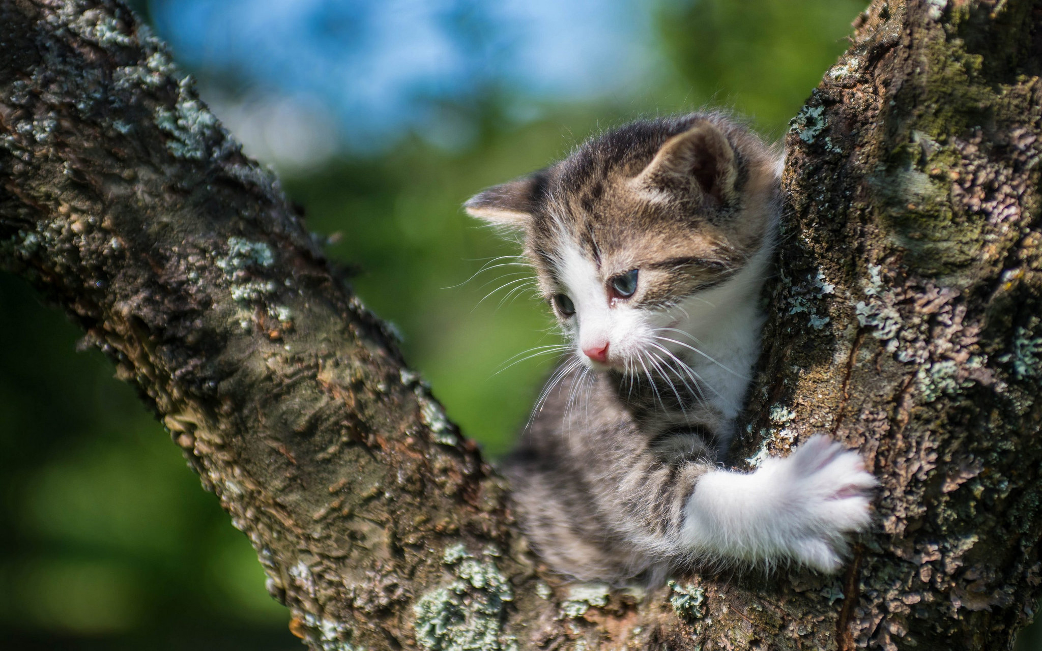 Котенок на дереве