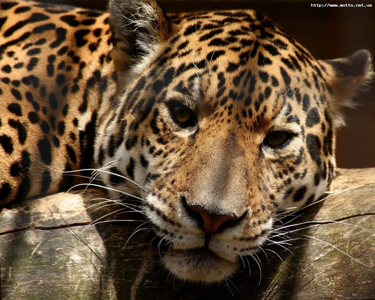 2365 Protetores de tela e papéis de parede Leopards em seu telefone. Baixe  fotos gratuitamente