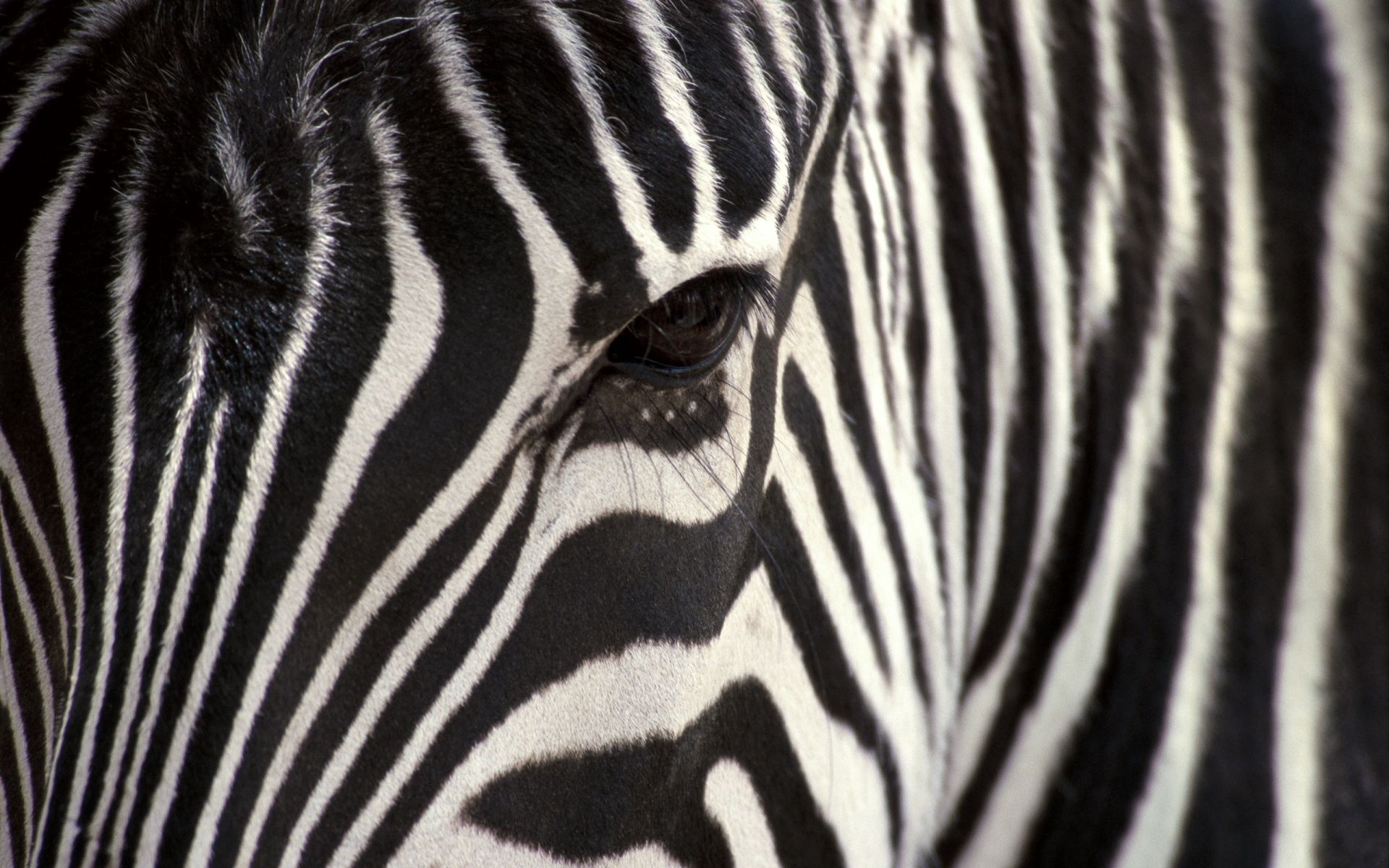 zebra, eyes, animals, stripes, streaks