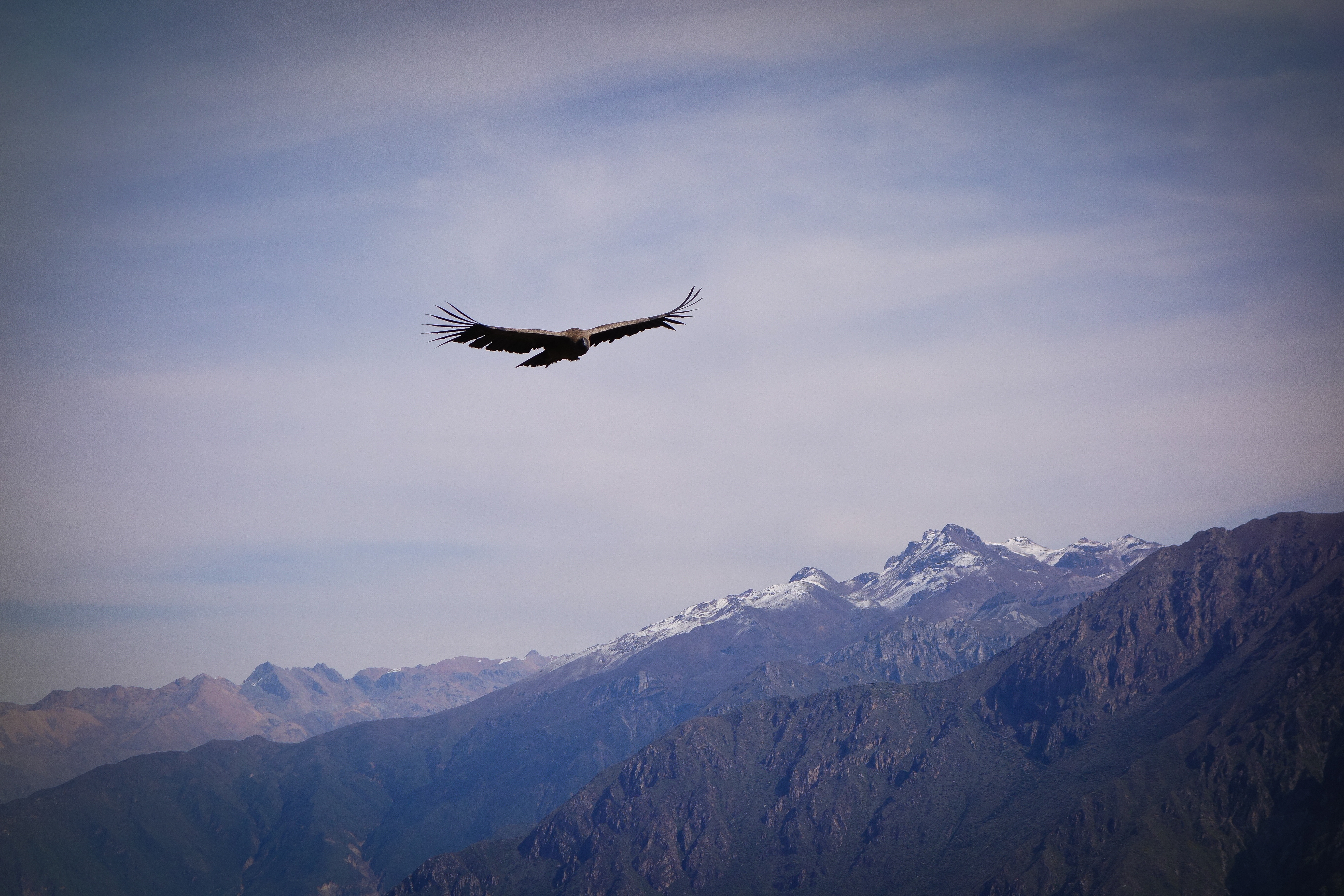 Птицы летающие на высоте. Орел парящий в небе. Полет орла. Птицы в горах. Орел в горах.