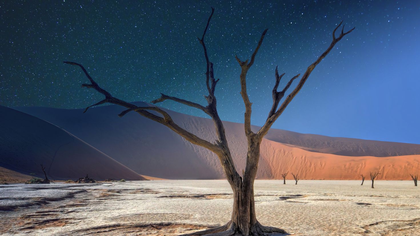 Планета земля пустыня. Deadvlei Намибия. Деревья в пустыне Намиб. Сухое дерево в пустыне. Мертвое дерево.