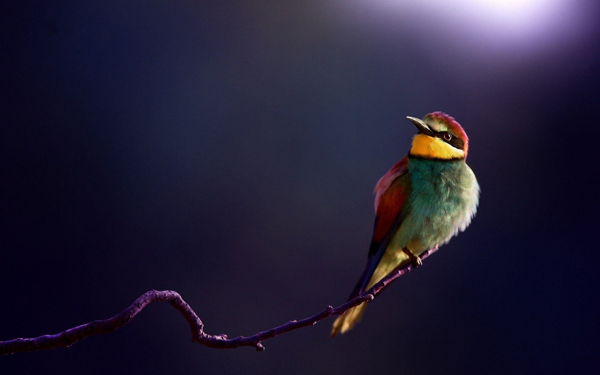 iPhone Wallpapers  Bee Eater