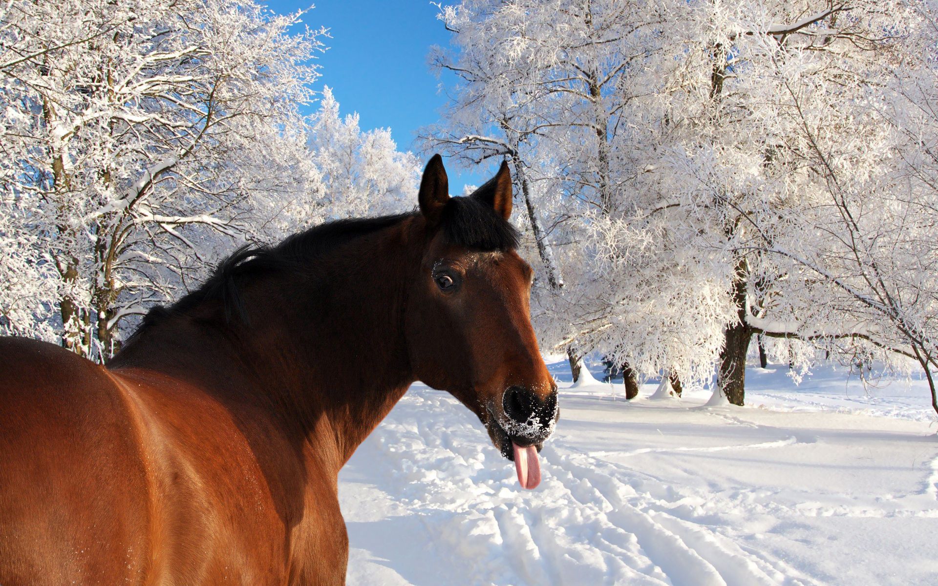 winter, animals, nature, snow, muzzle, horse, language, tongue
