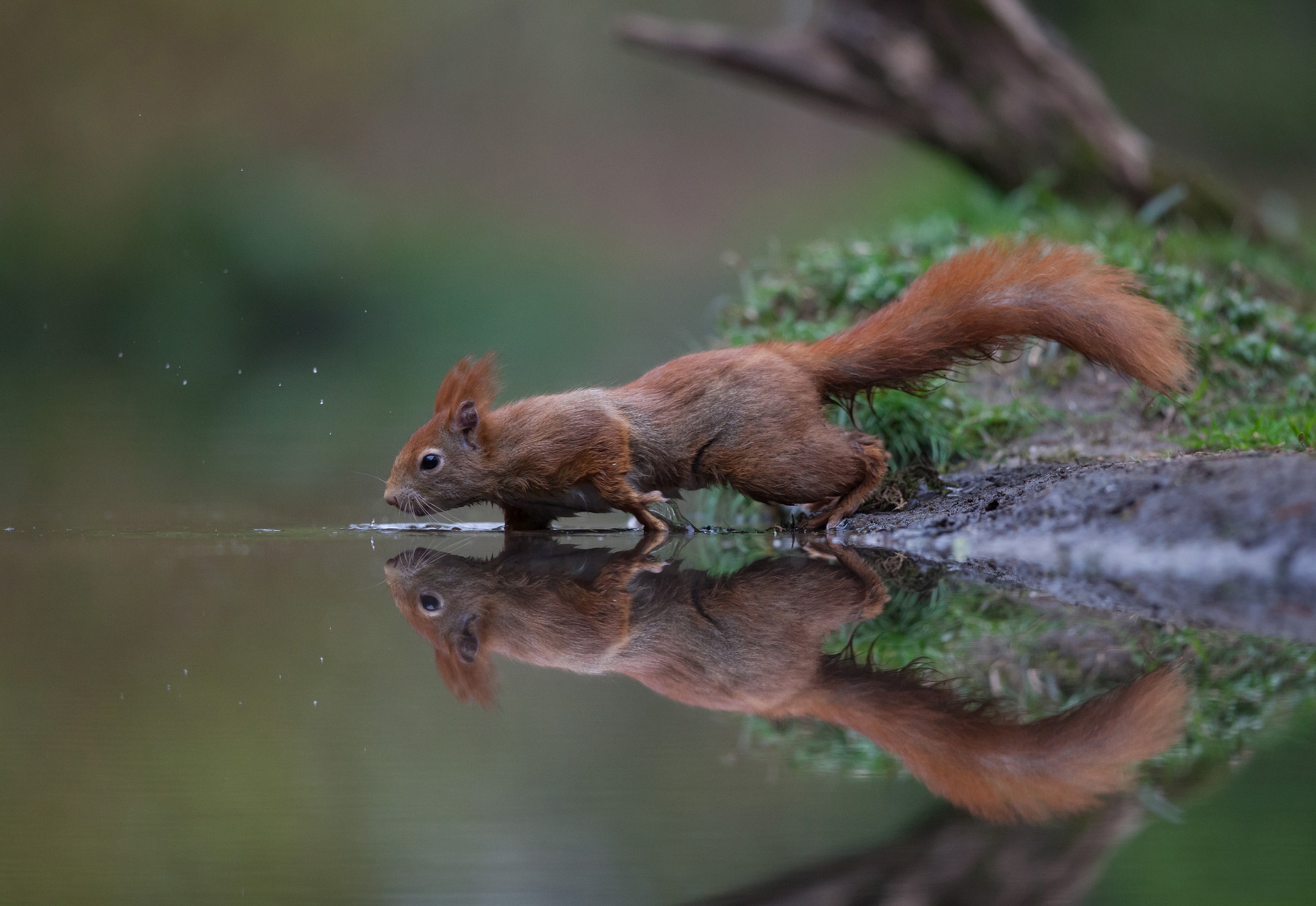 animal, squirrel, reflection, rodent, water cellphone