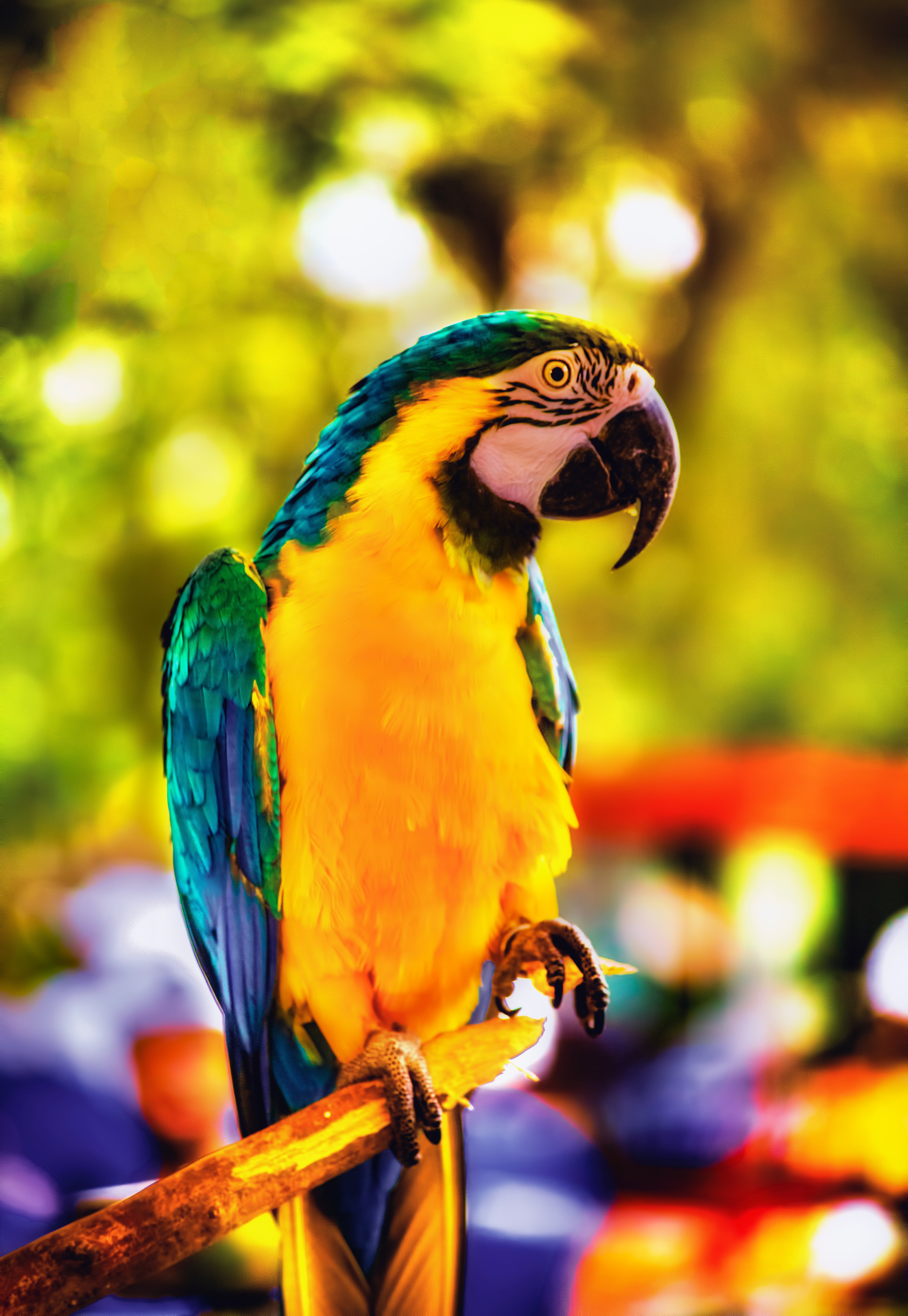 83996 Hintergrundbild herunterladen papageien, hell, tiere, vogel, ast, zweig, ara - Bildschirmschoner und Bilder kostenlos