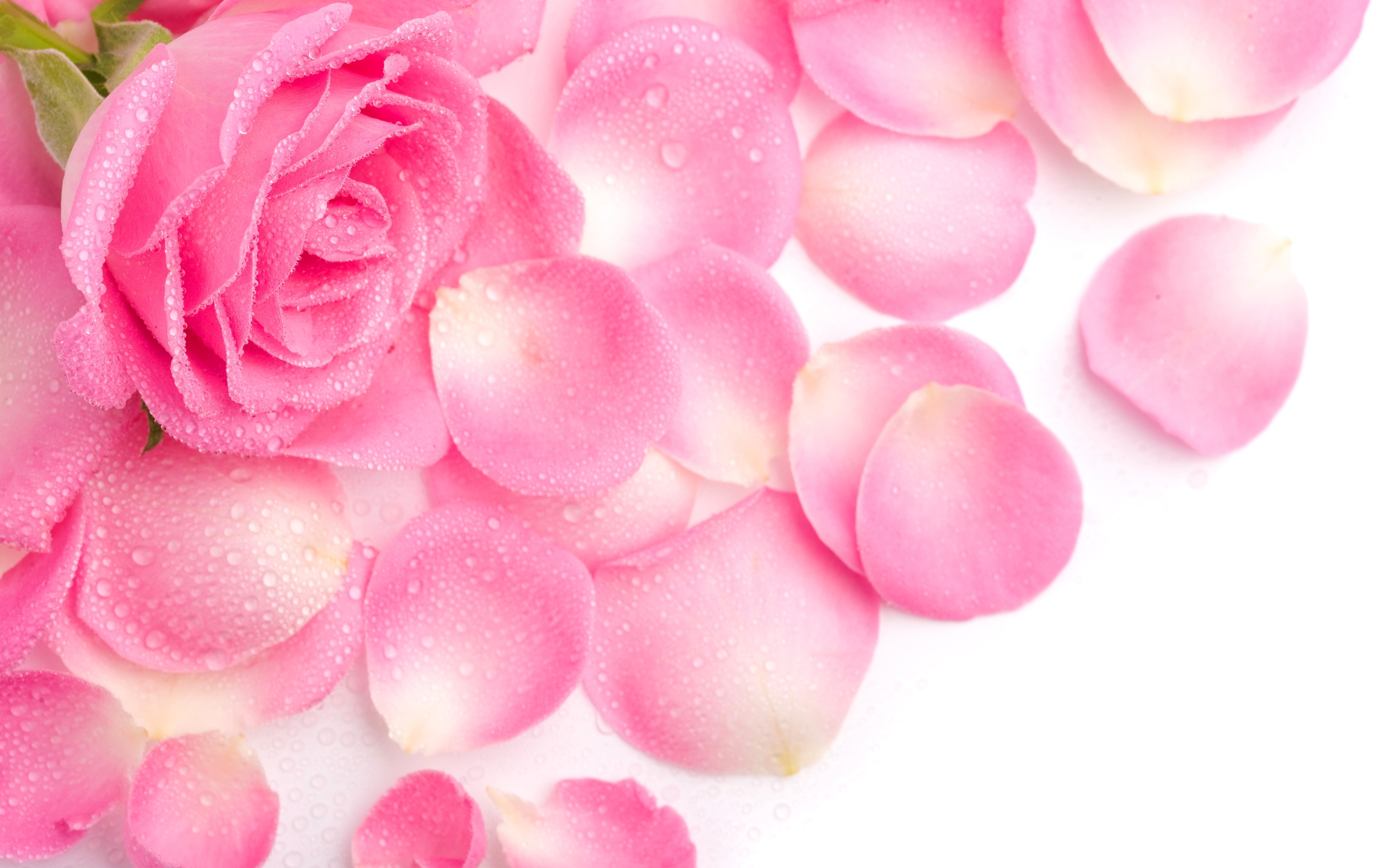 Лепестки роз нежно-розовые