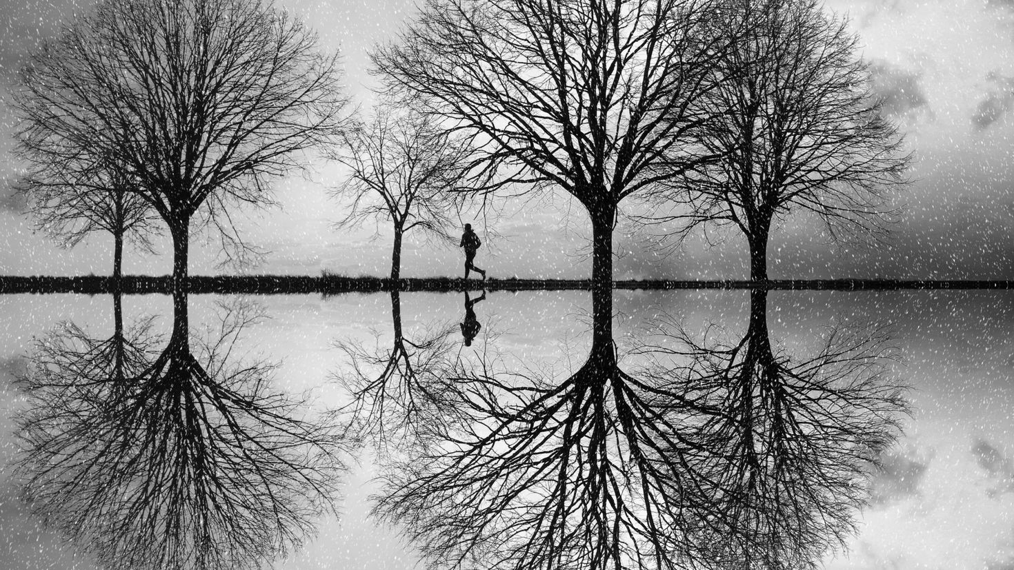Дерево отражение