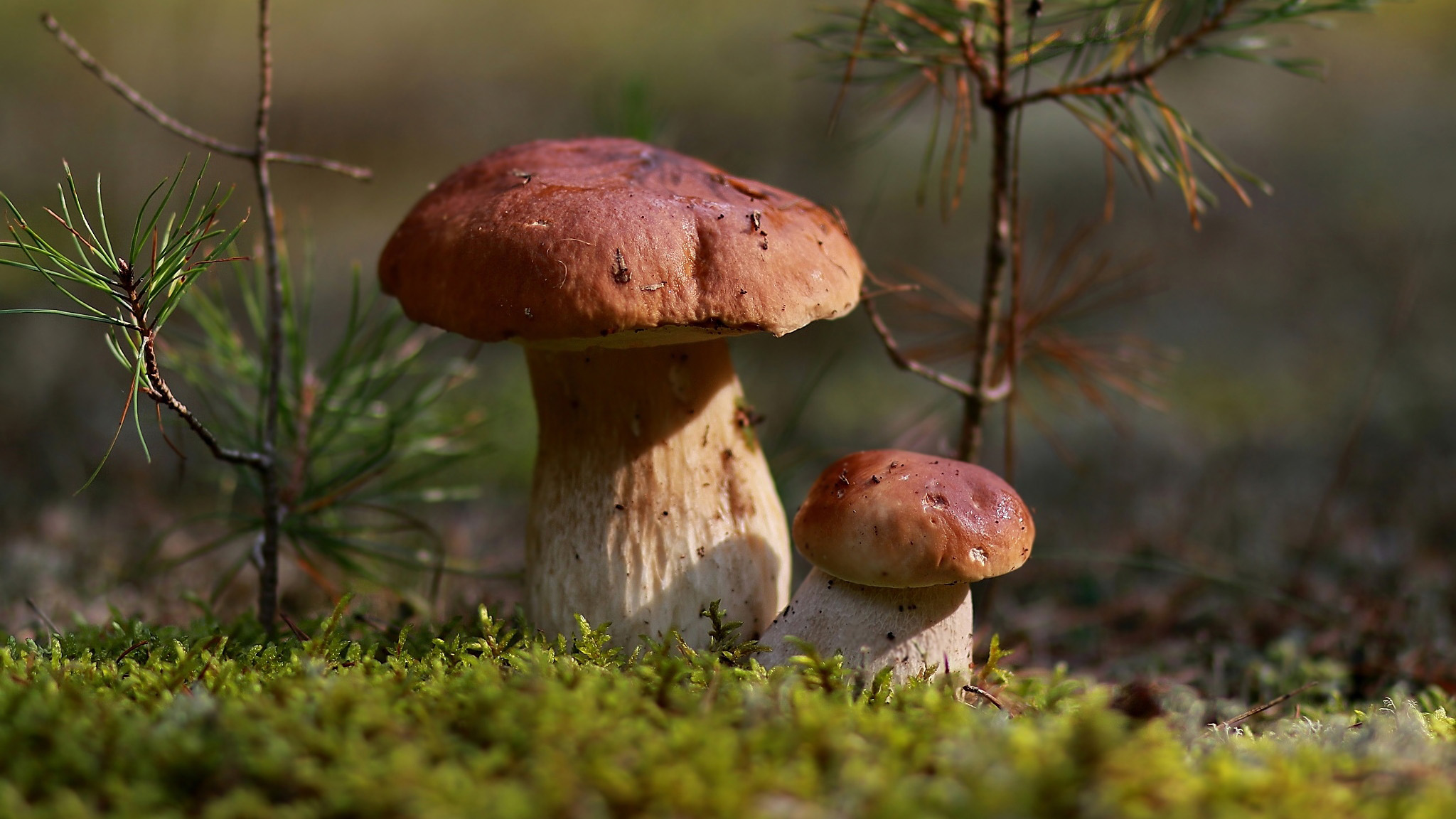 Смешанный лес с грибами
