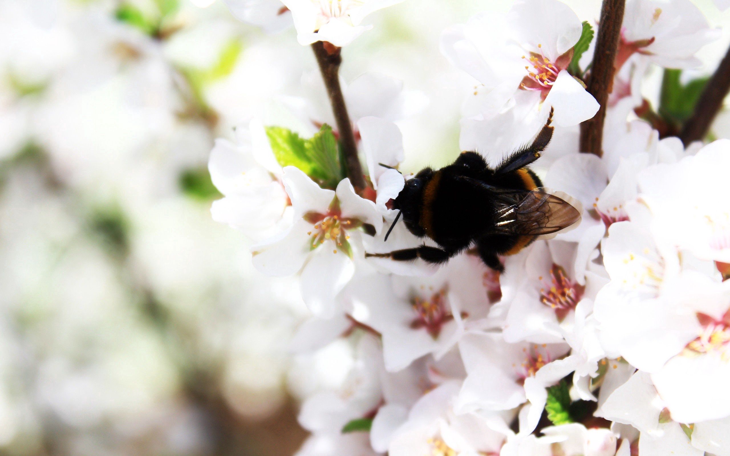 Free download wallpaper Macro, Flowering, Branch, Bloom, Bumblebee, Spring on your PC desktop