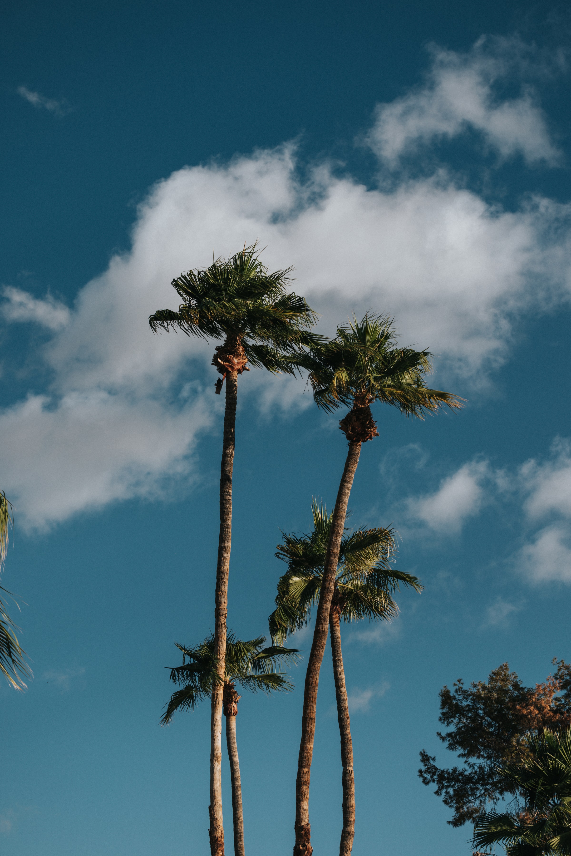 Full HD Wallpaper palms, nature, trees, sky, clouds