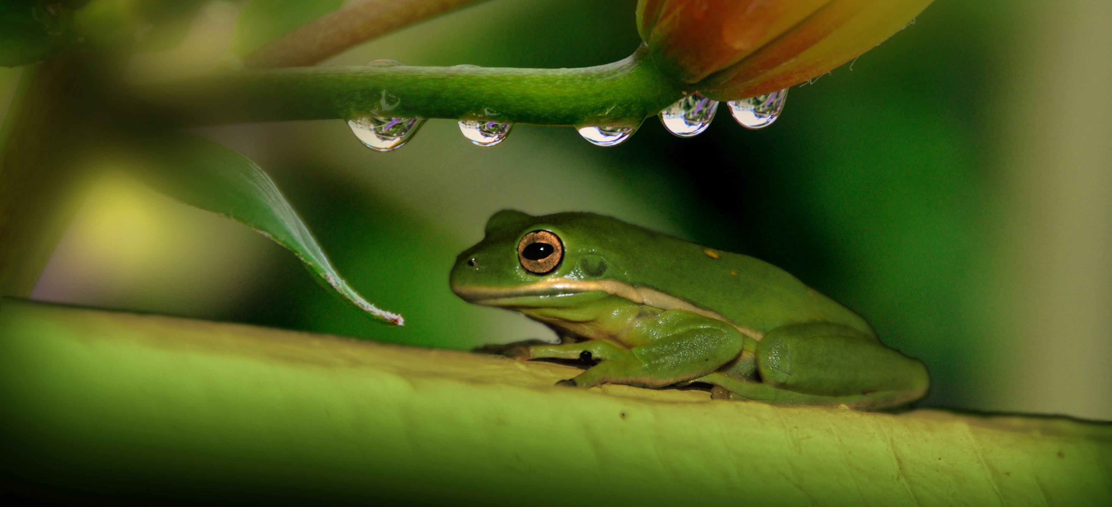 Laden Sie das Drops, Frosch, Pflanze, Tiere-Bild kostenlos auf Ihren PC-Desktop herunter