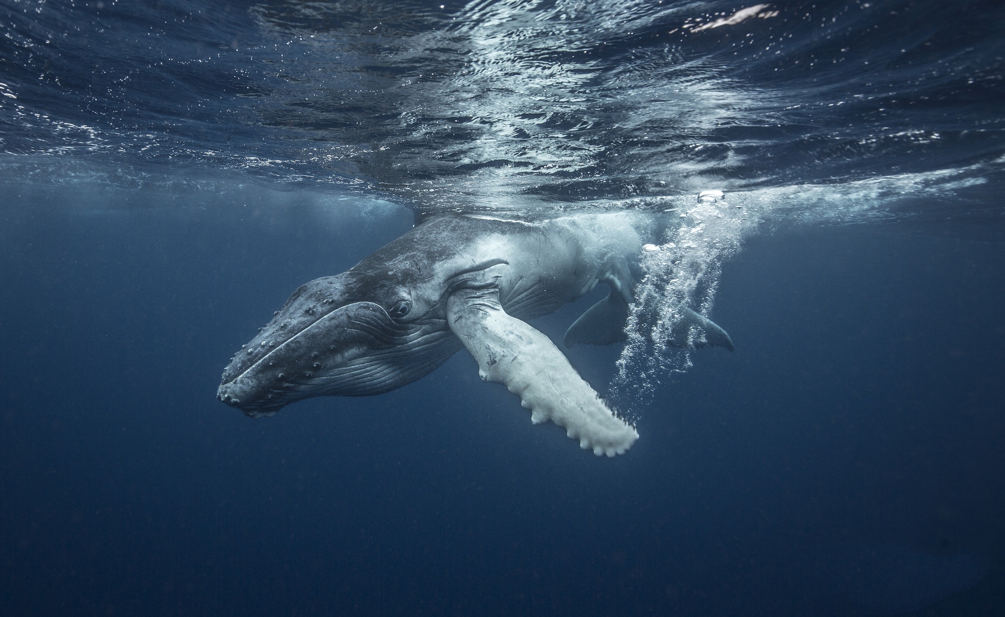 930697 скачать картинку кит, горбатый кит, животные, морская жизнь, подводный - обои и заставки бесплатно