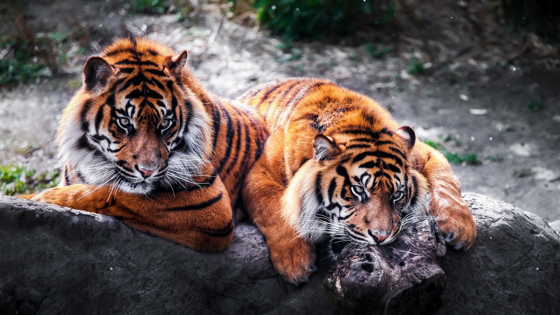 Тигр обои на рабочий стол