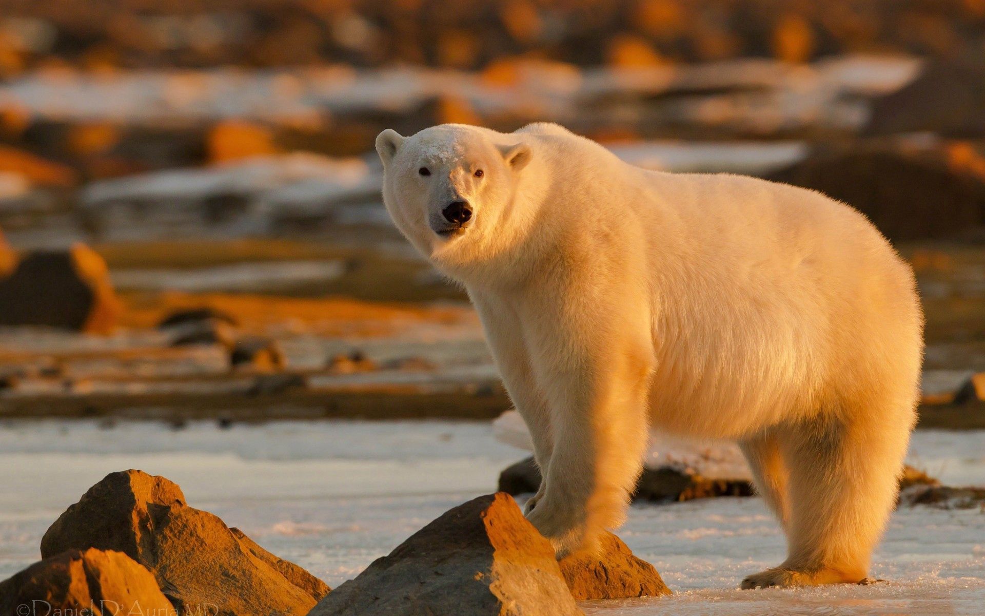 免费下载动物, 闪耀, 光, 大, 站立, 北极熊手机壁纸。