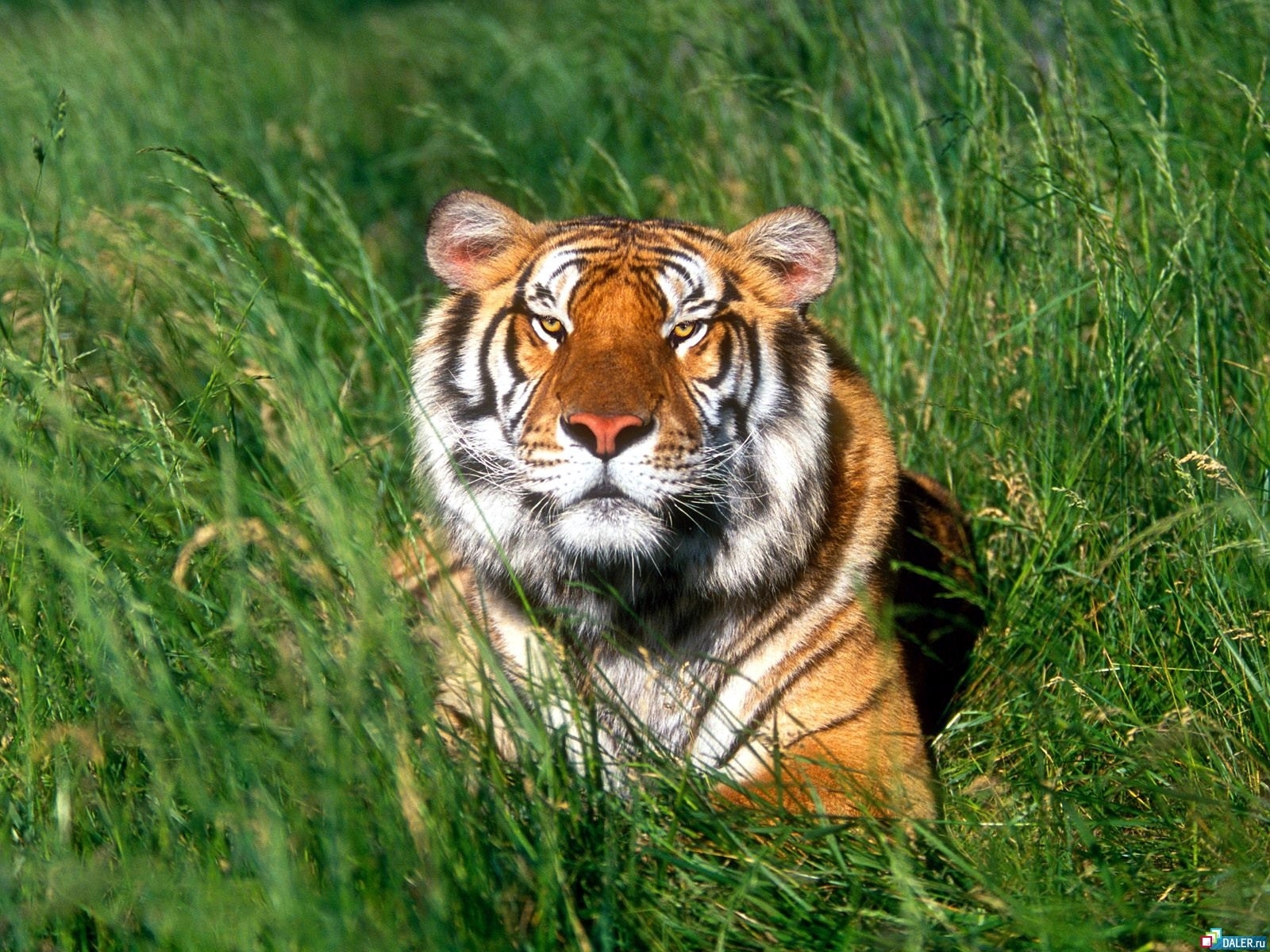 Handy-Wallpaper Tiere, Grass, Tigers kostenlos herunterladen.