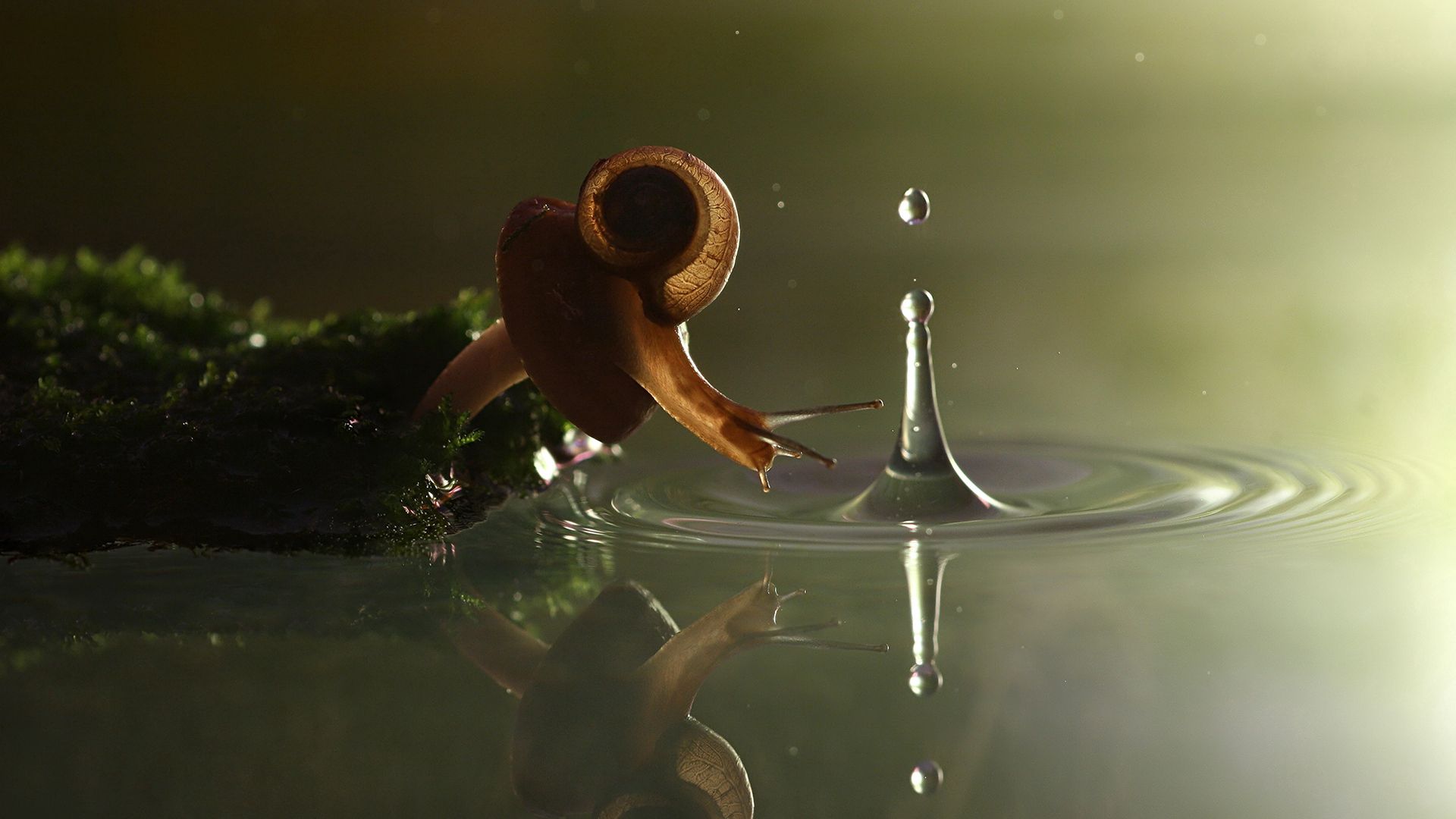 shell, animals, water, drop, snail, carapace iphone wallpaper