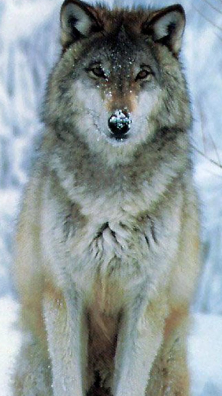 Тамбовский волк животное