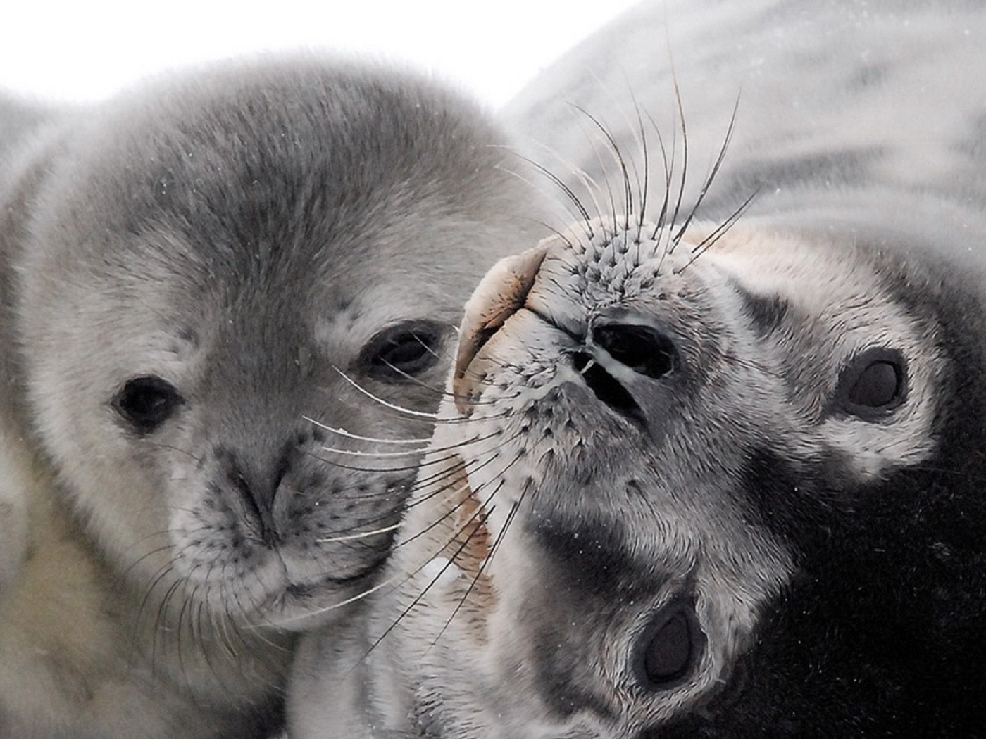23599 скачать картинку тюлени, животные, серые - обои и заставки бесплатно