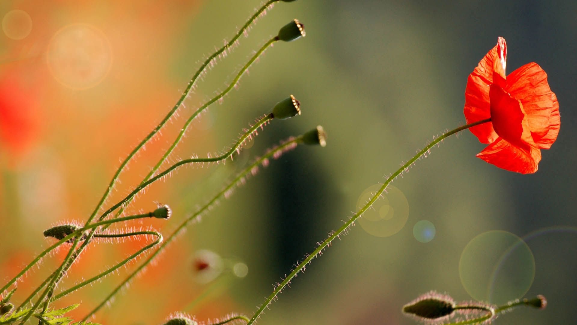 stalk, flower, macro, light, light coloured, stem, poppy High Definition image