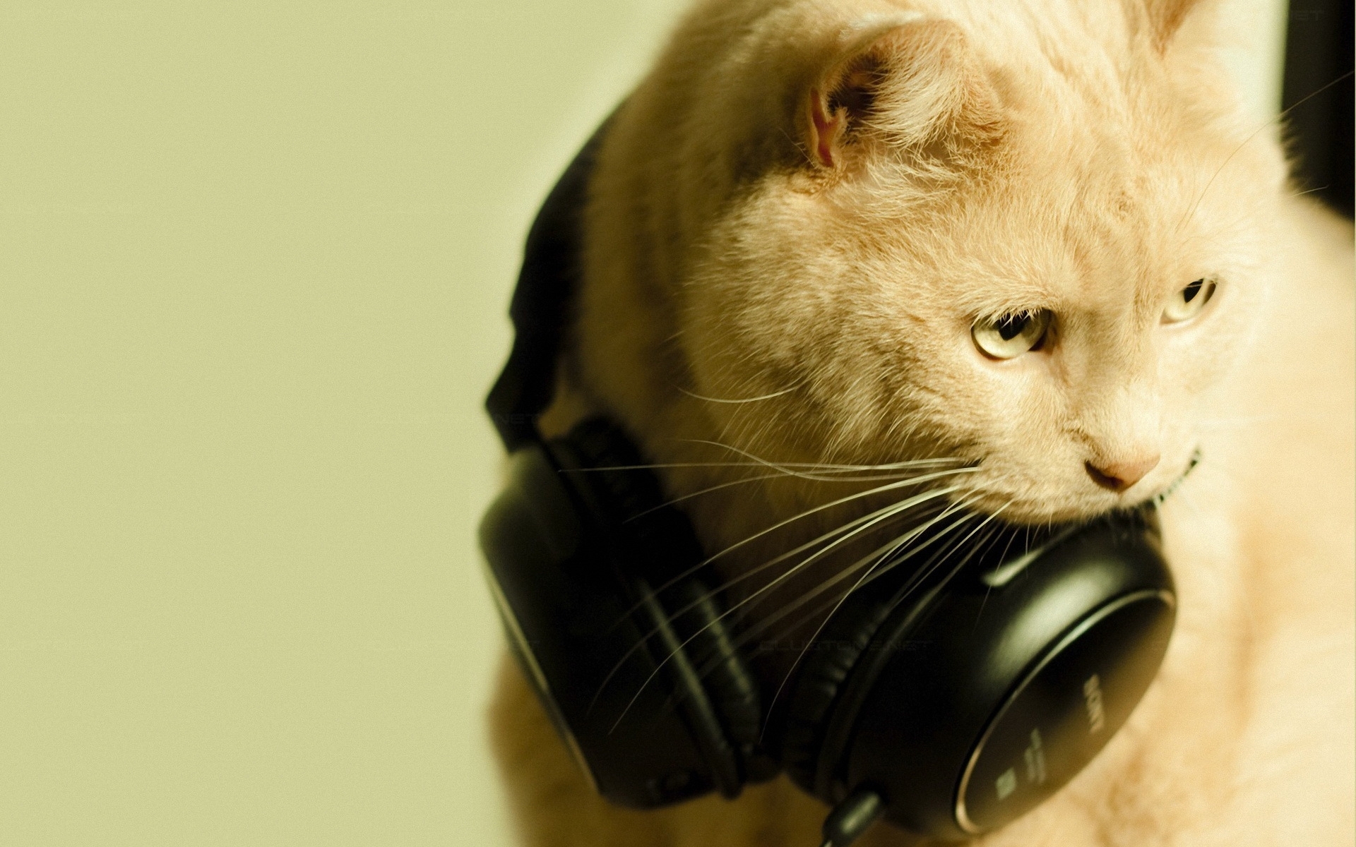 Laden Sie das Tiere, Kopfhörer, Katzen-Bild kostenlos auf Ihren PC-Desktop herunter