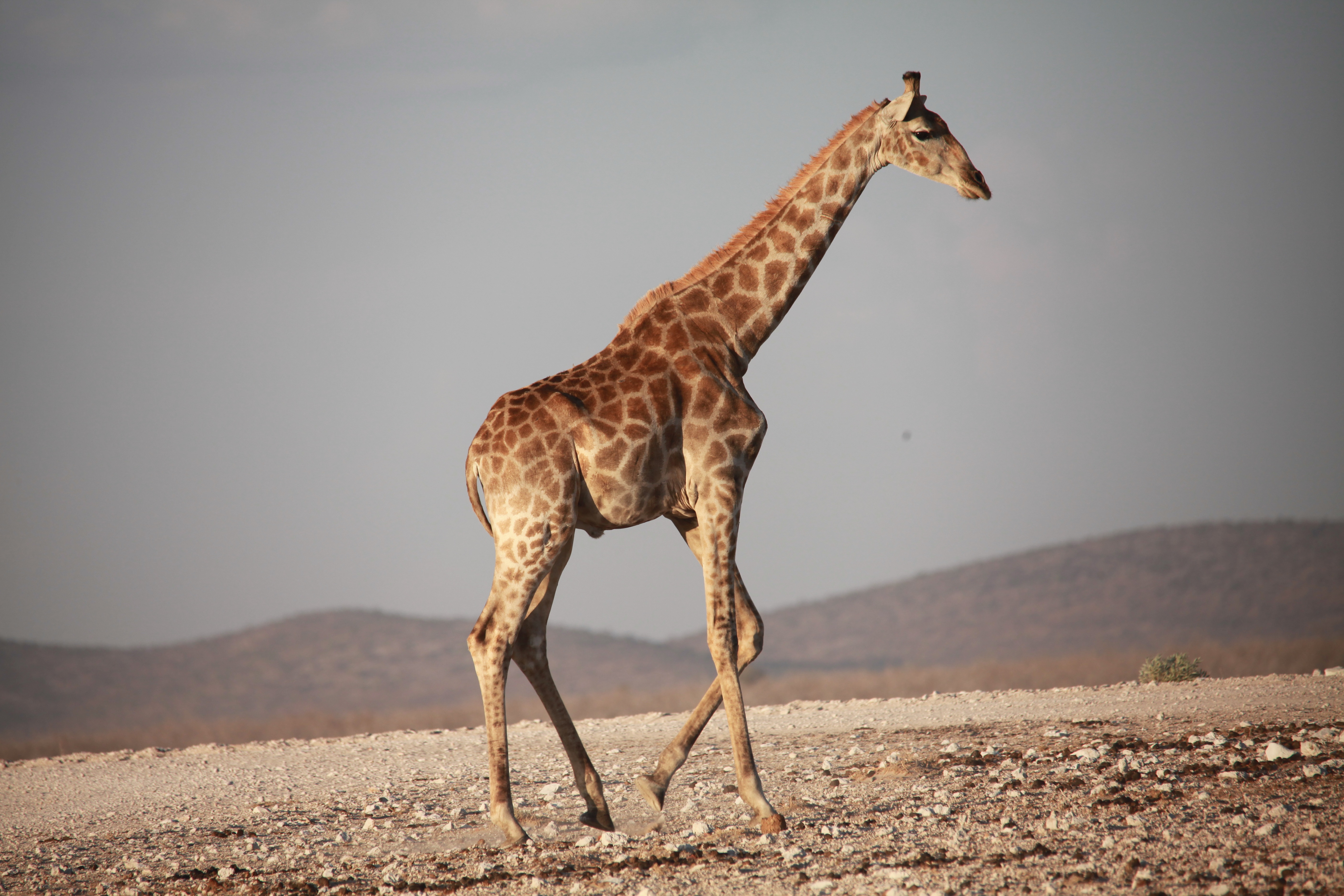 Laden Sie das Bummel, Spaziergang, Giraffe, Afrika, Tiere-Bild kostenlos auf Ihren PC-Desktop herunter