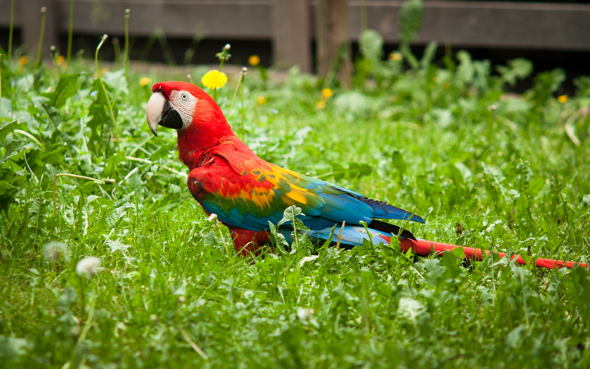 red and green macaw, animal, birds QHD