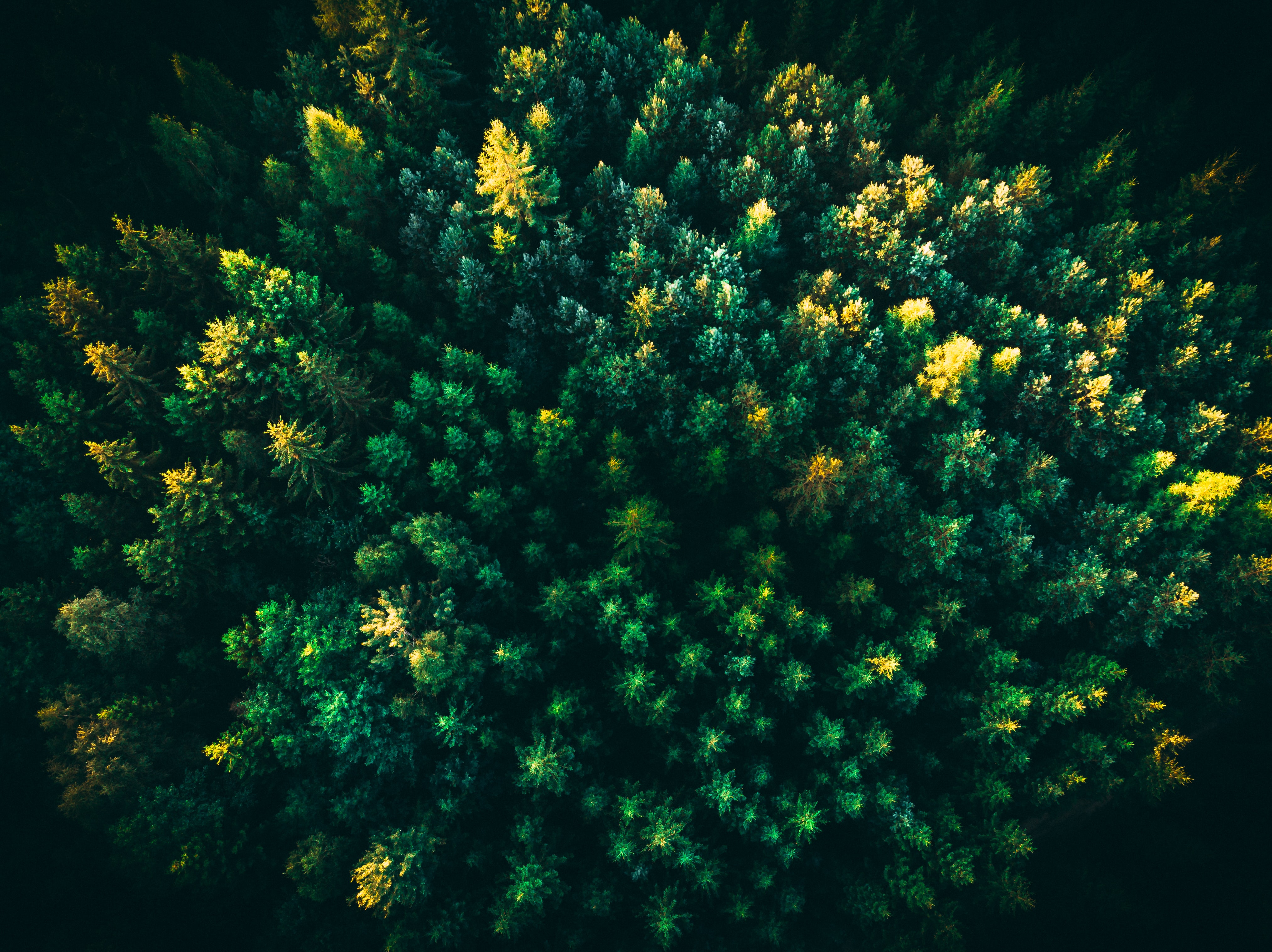 Free download wallpaper View From Above, Fir, Nature, Spruce, Forest, Trees on your PC desktop