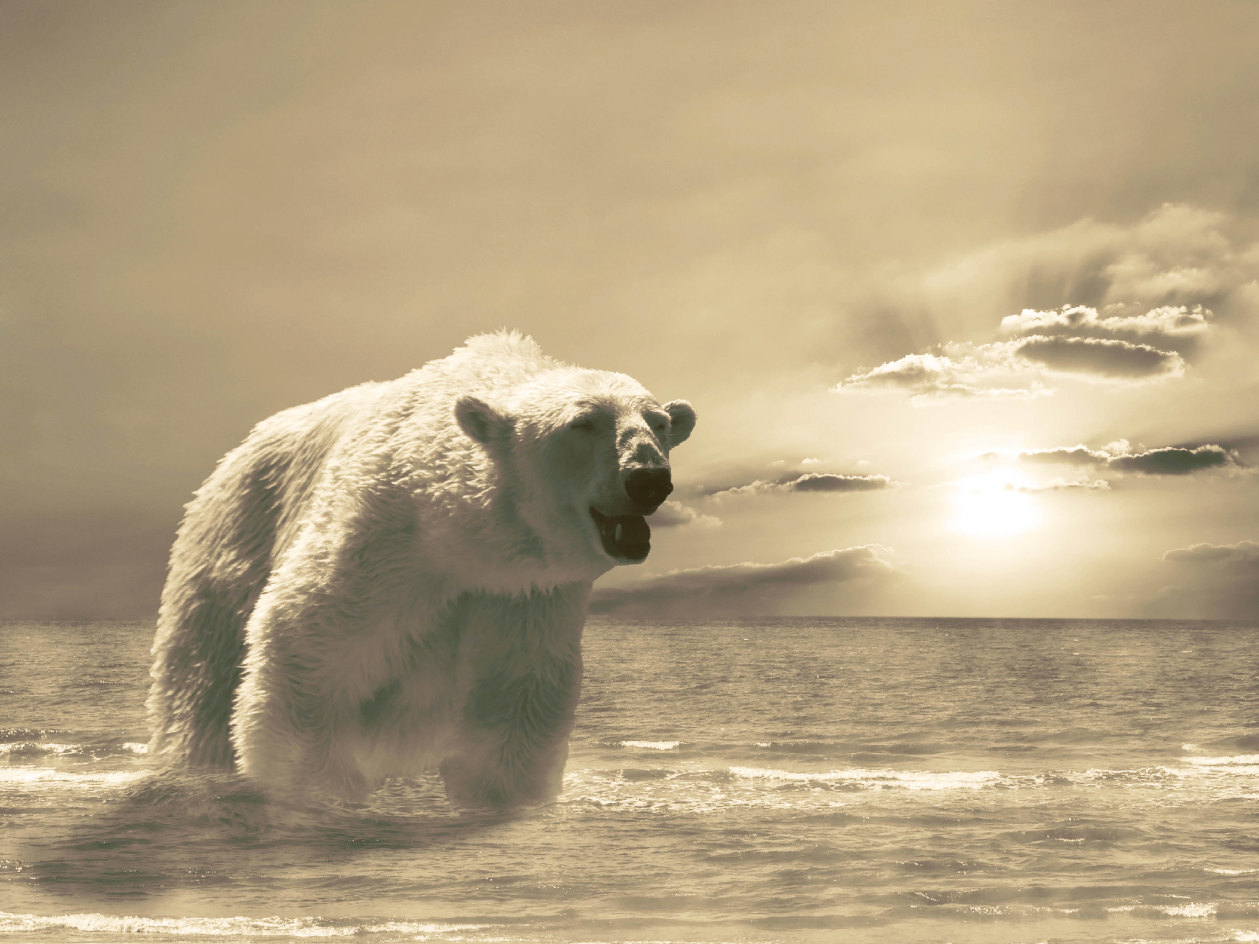 Laden Sie das Kalt, Eis, Ozean, Bär, Schnee, Tiere, Winter-Bild kostenlos auf Ihren PC-Desktop herunter