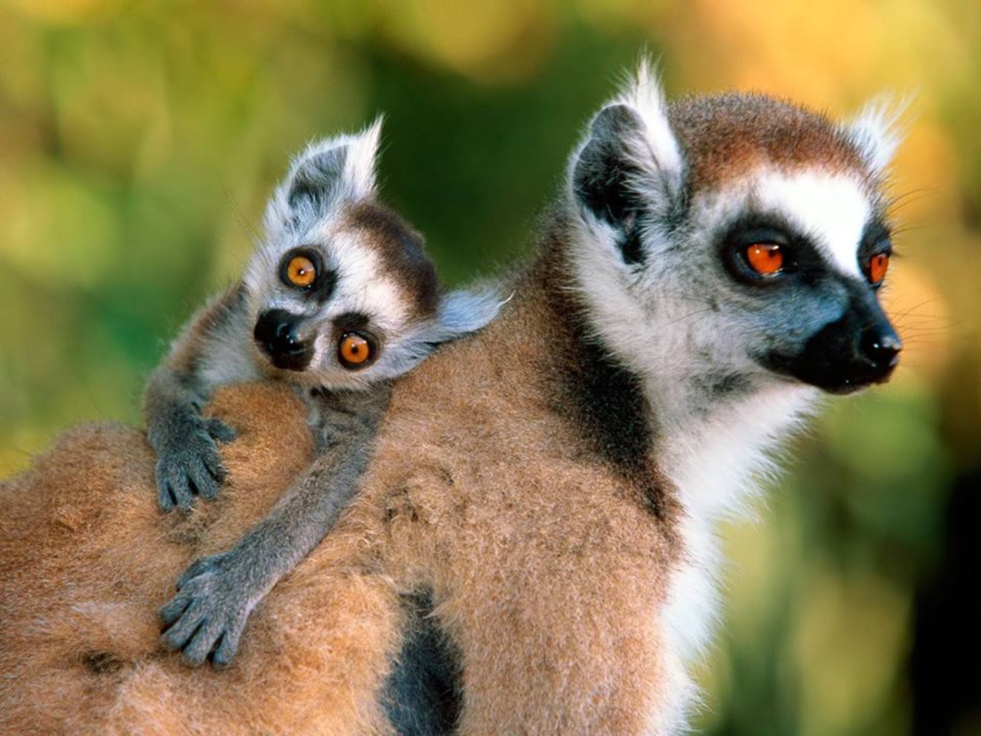 animal, lemur, baby animal, cute, primate, monkeys
