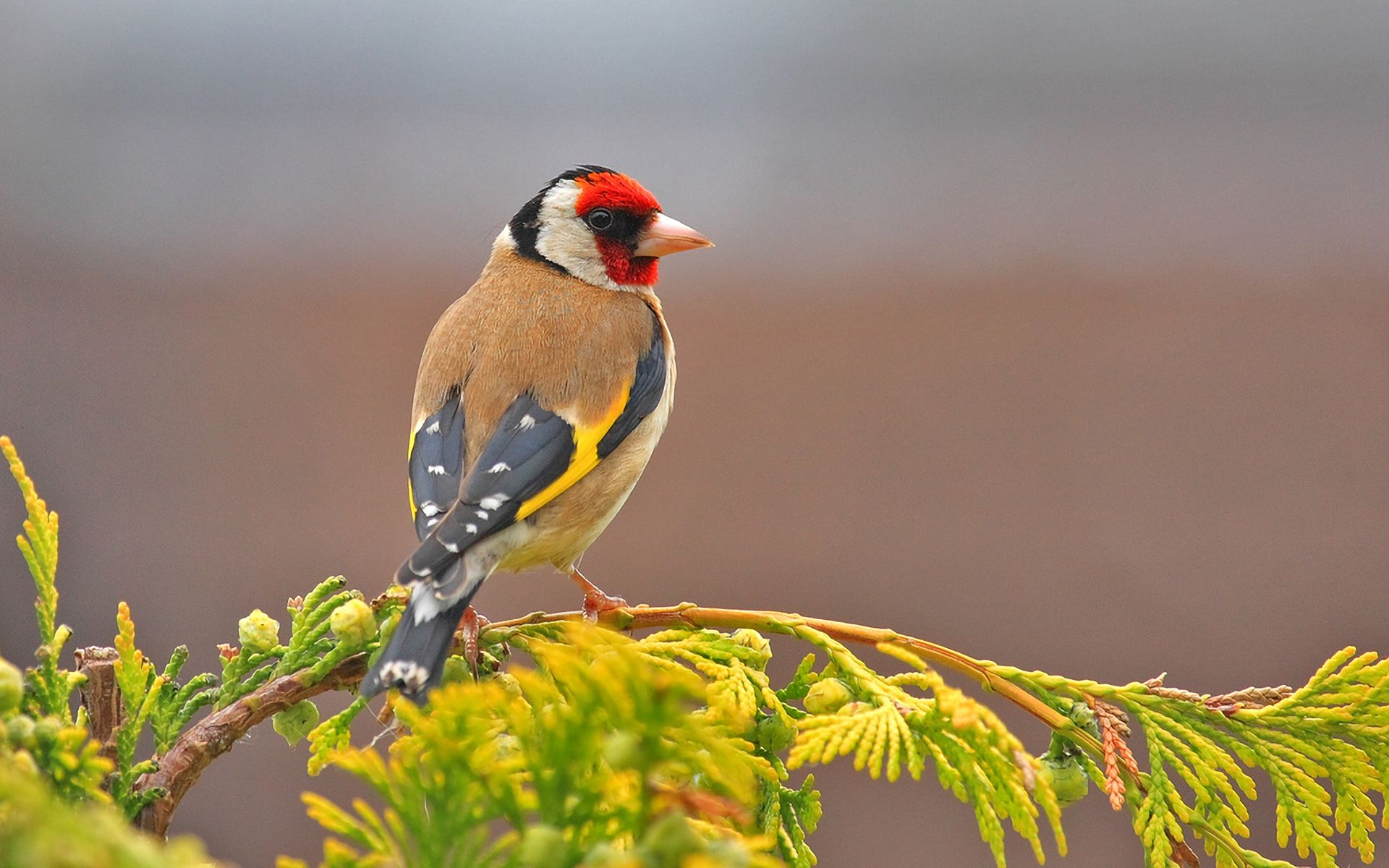 goldfinch, bird, colorful, animal, branch, european goldfinch, leaf, birds 4K