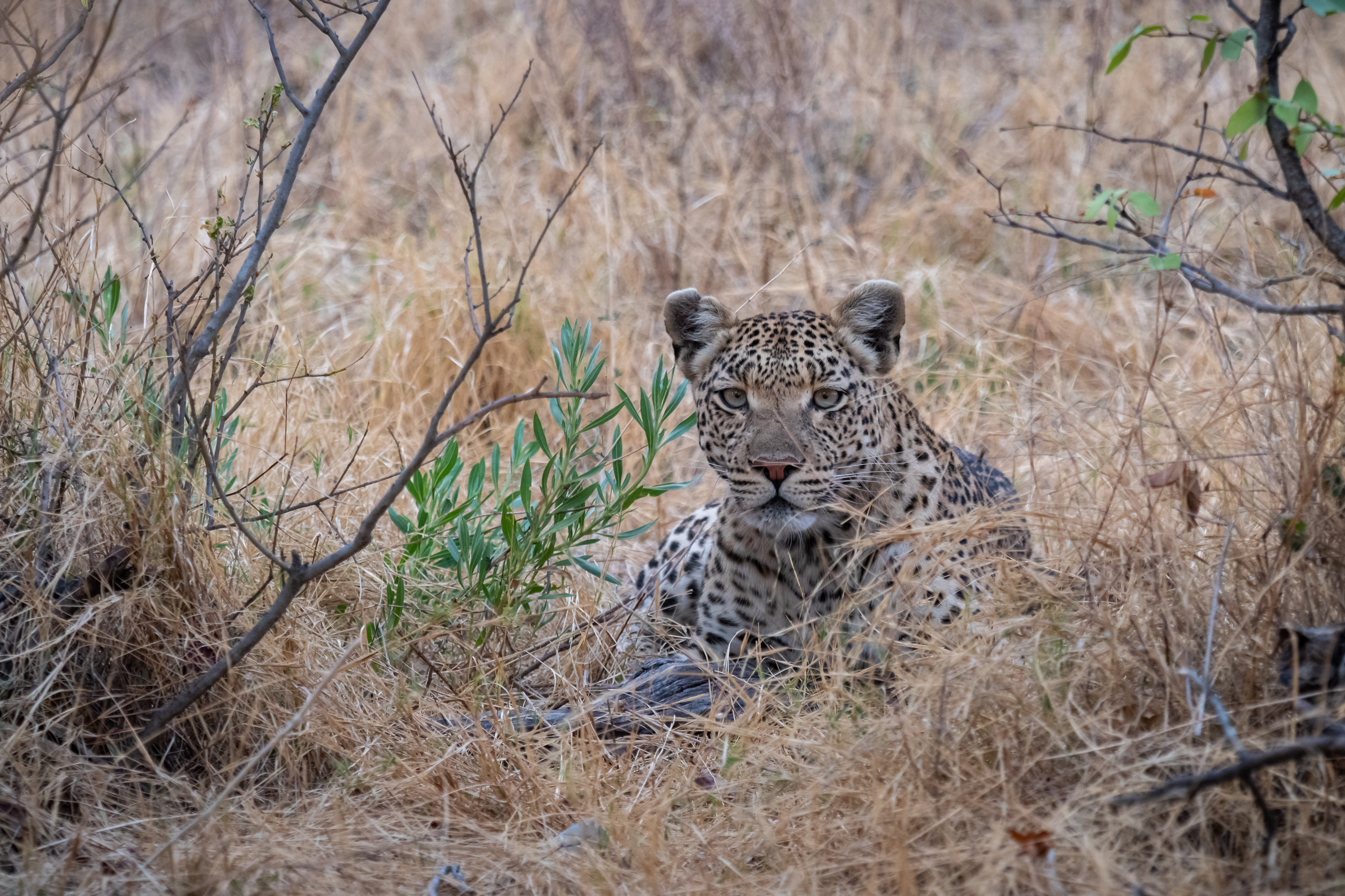 big cat, animals, savanna, leopard, predator HD wallpaper