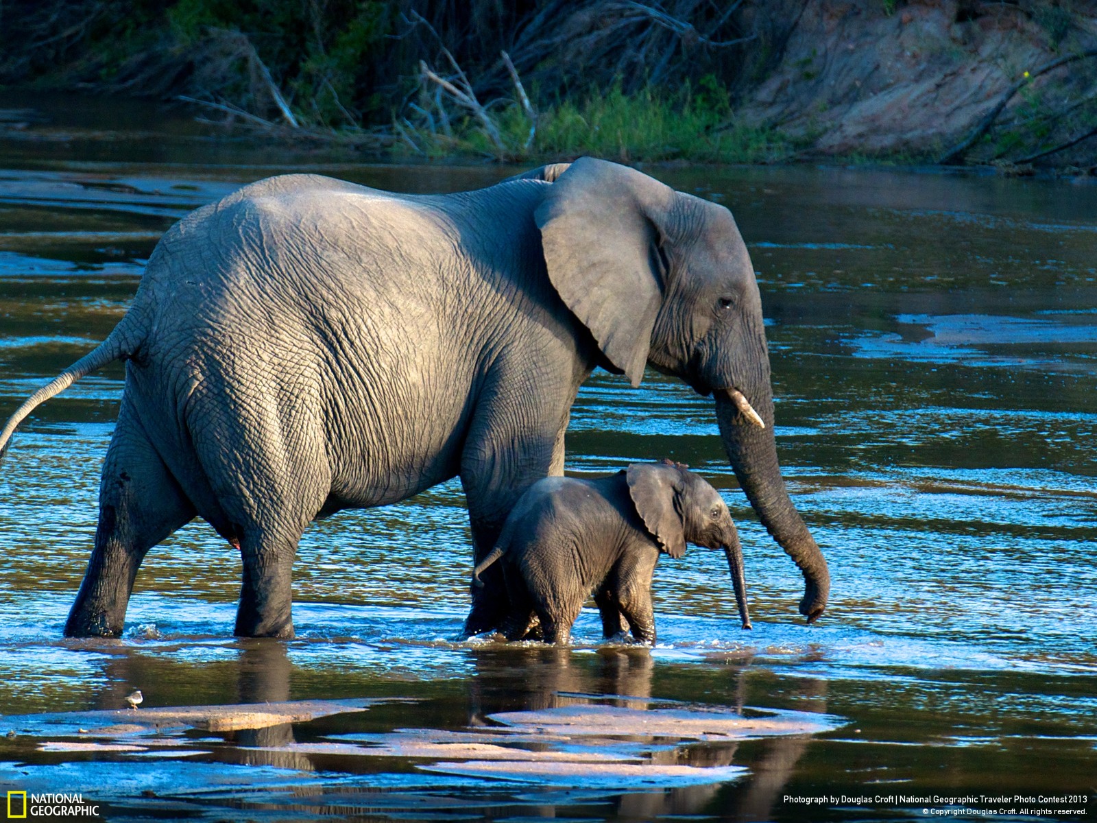 Animals en. Слон слониха Слоненок. Слониха со слоненком. Мир животных. Слоны в дикой природе.