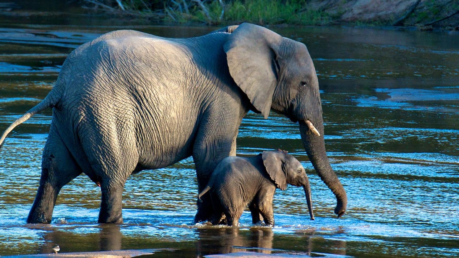 Elephant на русском языке. Слон слониха Слоненок. Слониха со слоненком. Мир животных. Слоны в дикой природе.