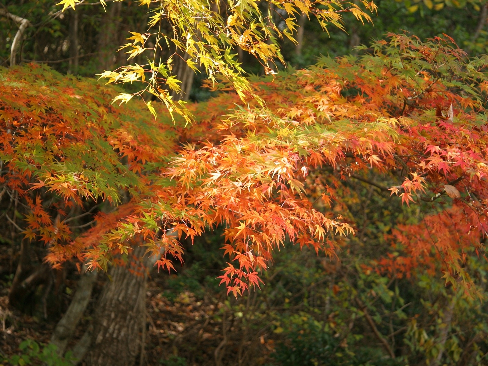 Скачать обои бесплатно Деревья, Пейзаж, Листья, Осень картинка на рабочий стол ПК