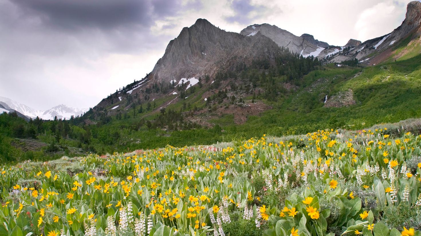 Mountain flora. Цветущие Альпийские Луга Алтая. Альпийские Луга Тянь Шаня. Альпийские Луга Кавказа . Эдельвейс. Горный цветок Эдельвейс Тянь Шань.