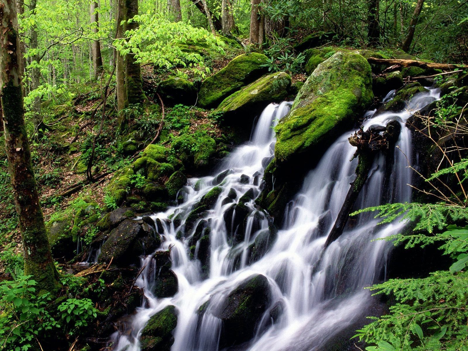 forest, nature, stones, green, waterfall, cascades, moss Full HD