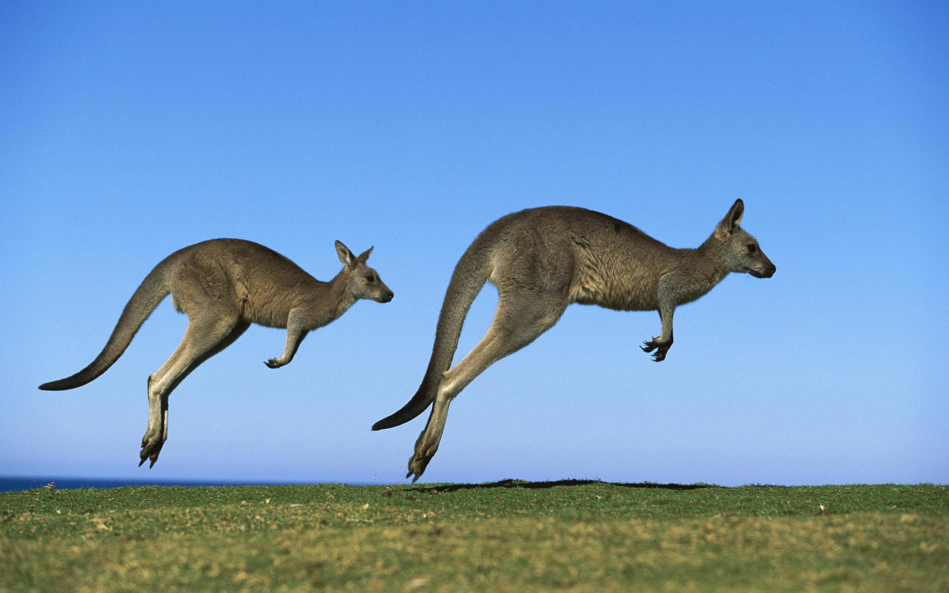 kangaroo, animal QHD