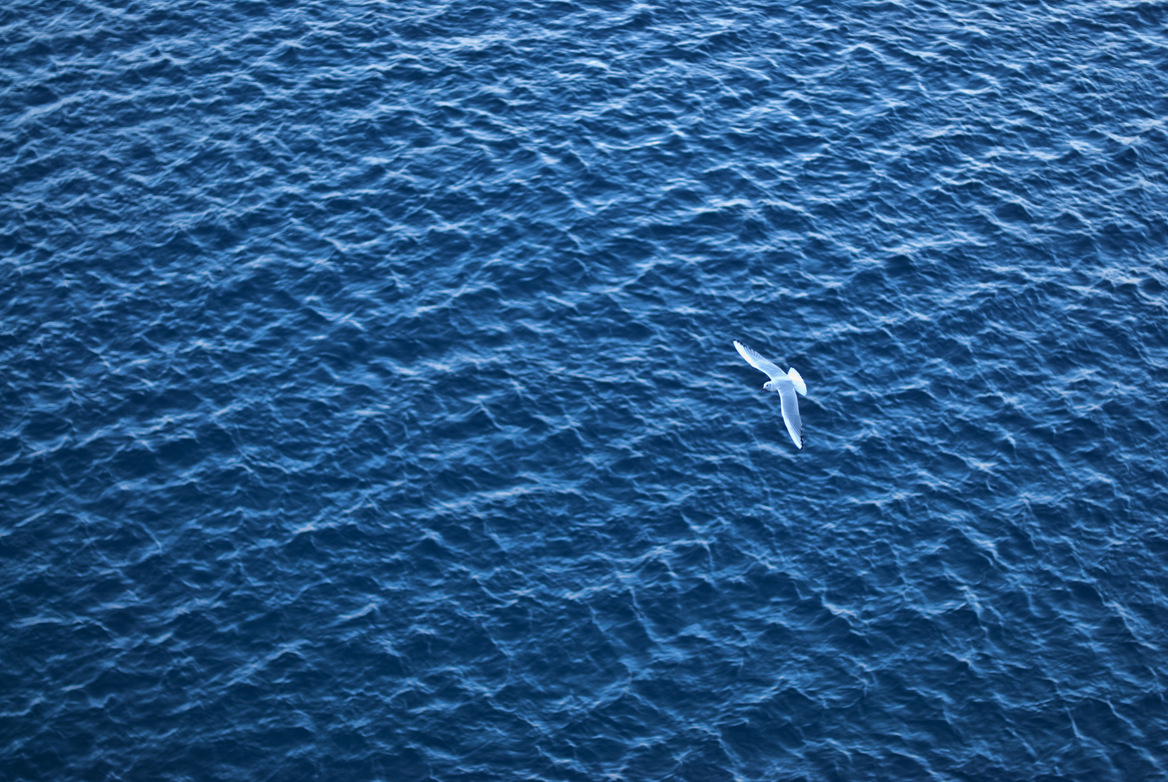 sea, bird, ripples, ripple, minimalism, flight 4K