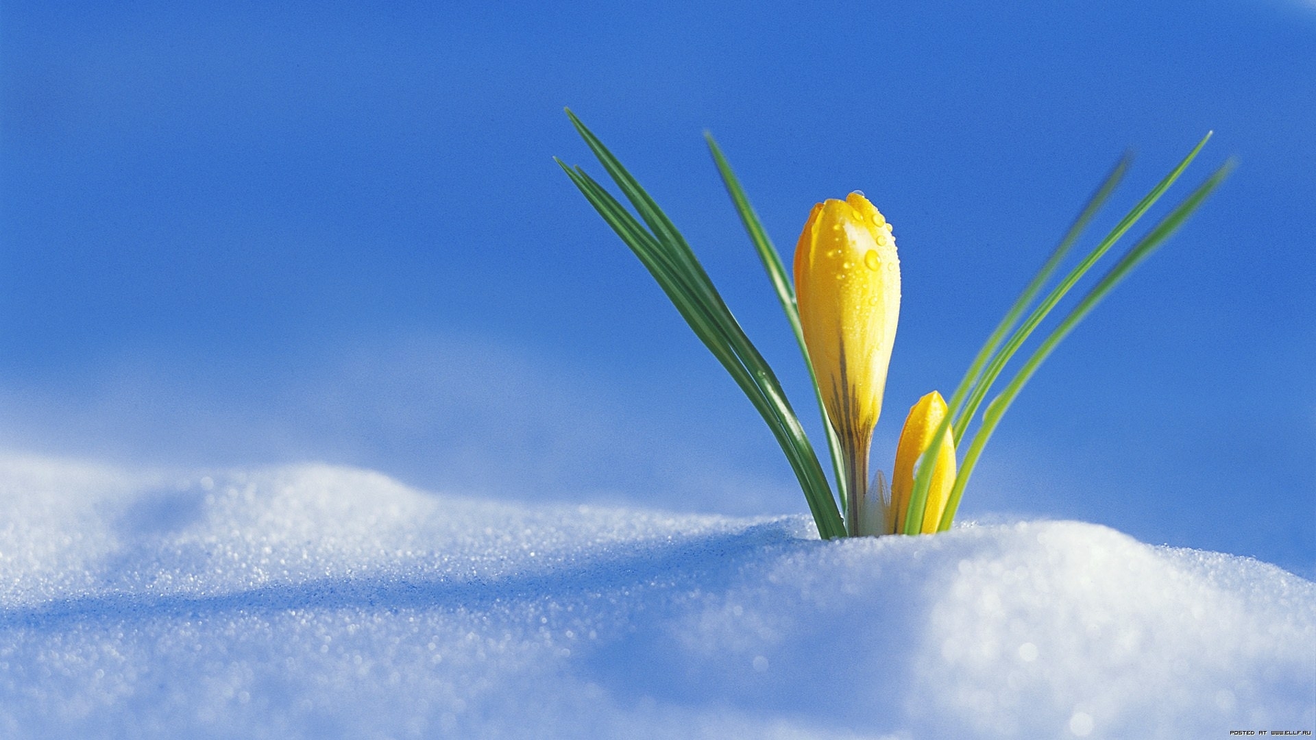 Download mobile wallpaper Flowers, Snow, Plants for free.